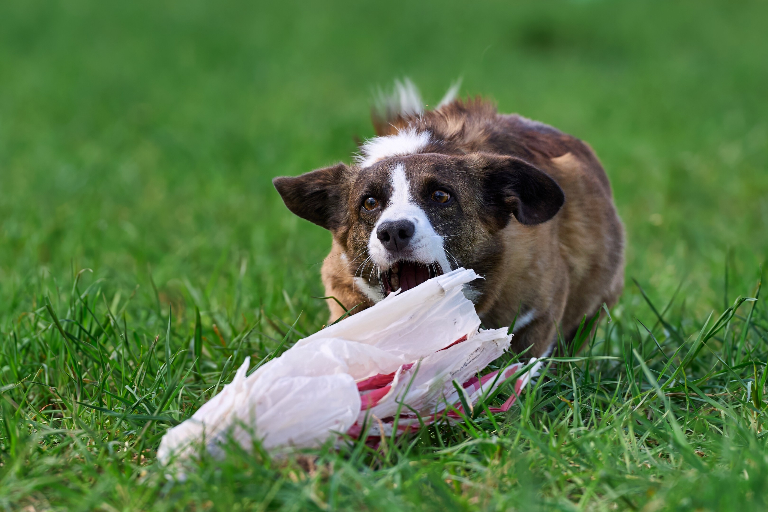 Тренировка по курсингу «на Ярославке». Фотограф-анималист Михаил Манухин