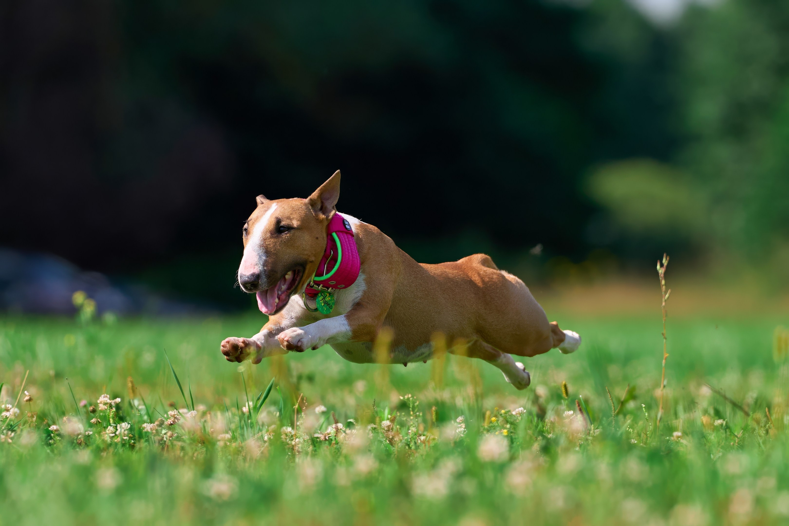 Тренировка в Донино. Фотограф-анималист Михаил Манухин