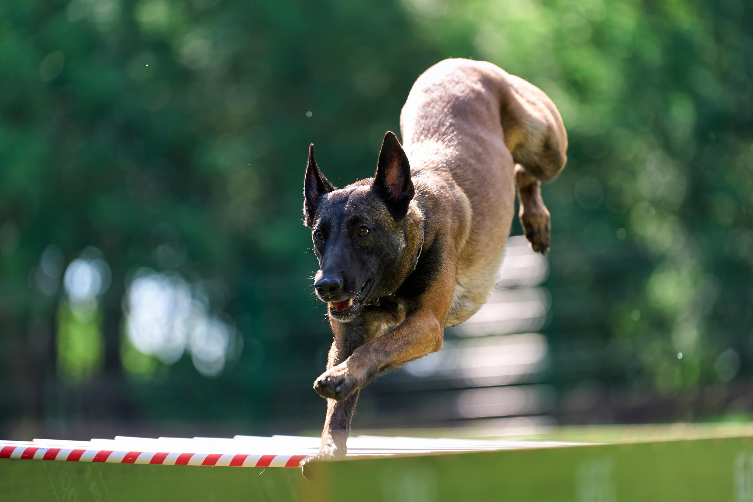 Двухдневные соревнования «Jump'n'Gym Fest — 2024». Фотограф-анималист Михаил Манухин