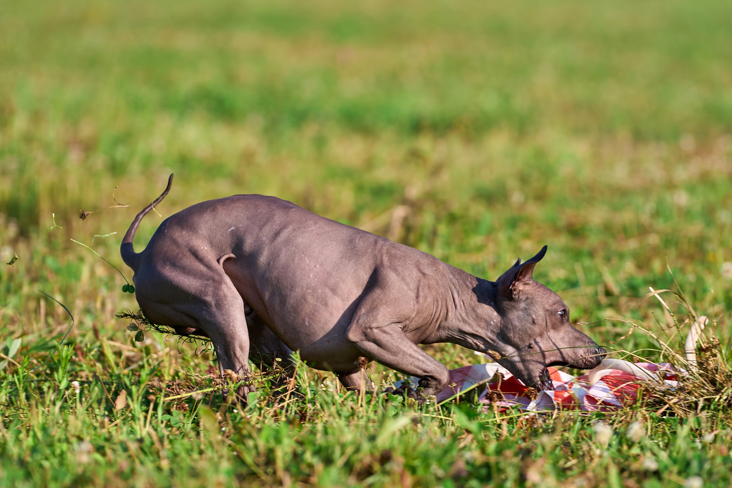Тренировка в Донино. Фотограф-анималист Михаил Манухин