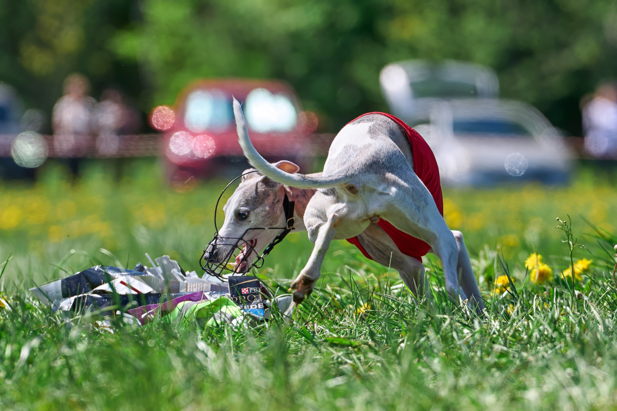 Квалификация по курсингу Донино. Фотограф-анималист Михаил Манухин