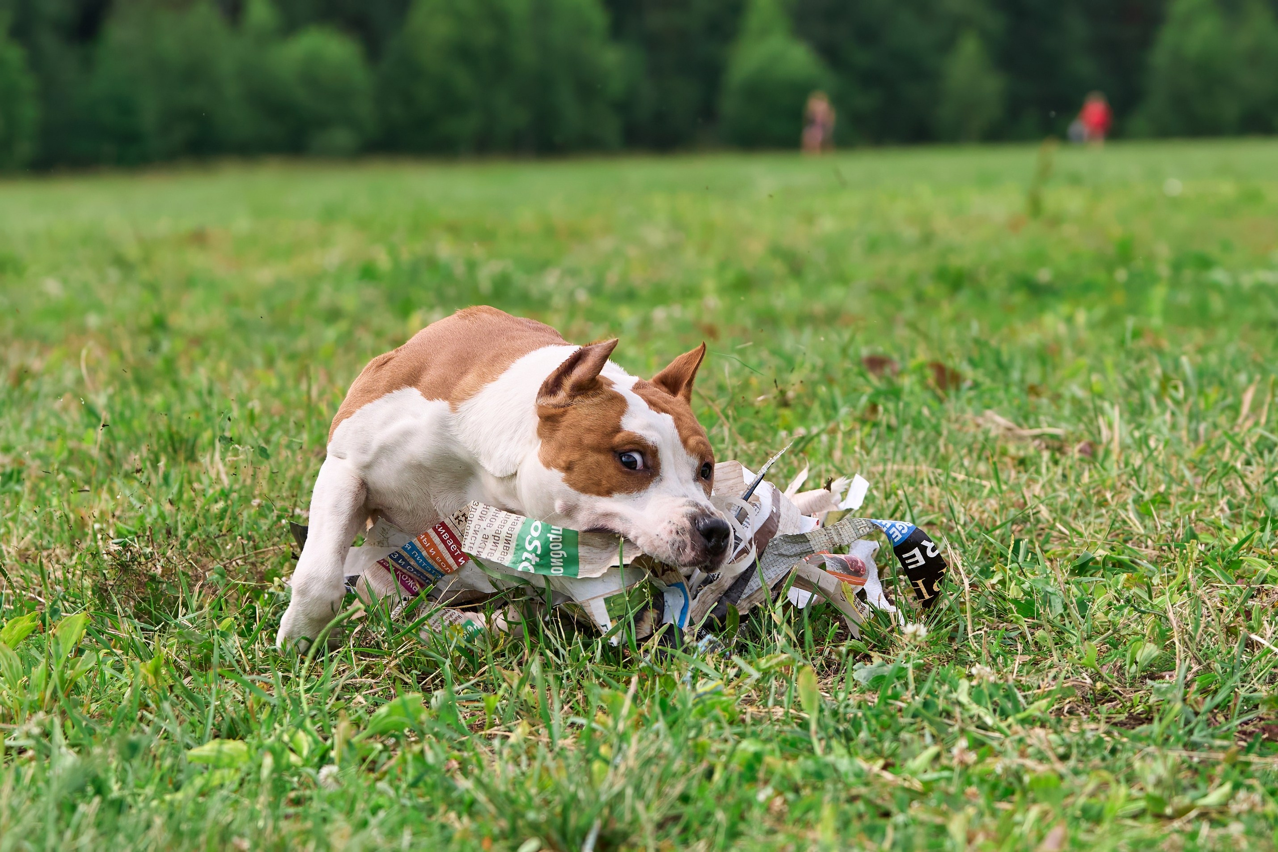 Тренировка по курсингу в Донино. Фотограф-анималист Михаил Манухин