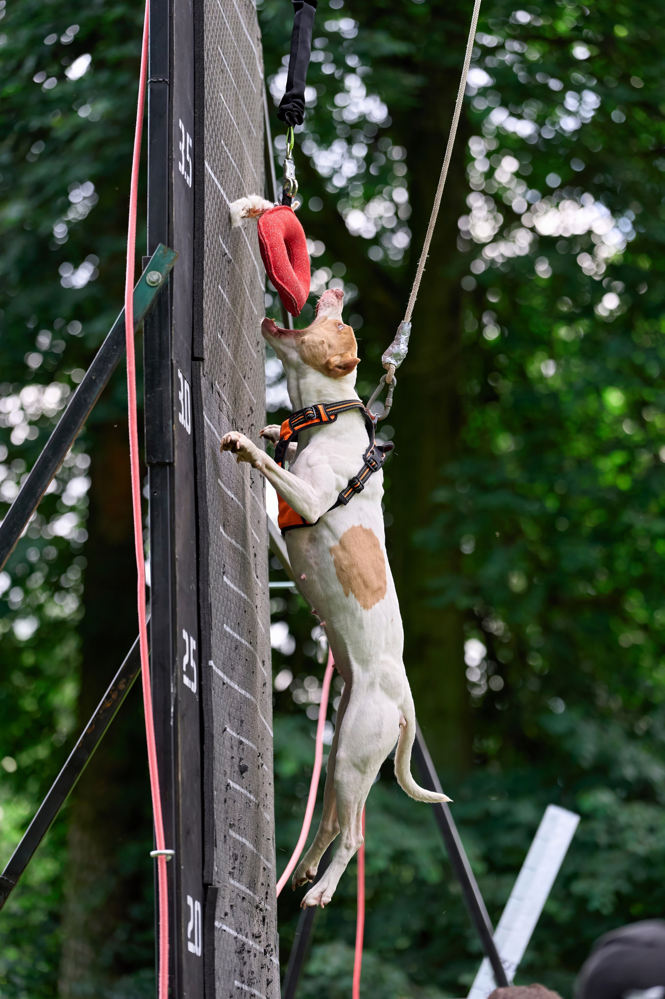 Двухдневные соревнования «Jump'n'Gym Fest — 2024». Фотограф-анималист Михаил Манухин