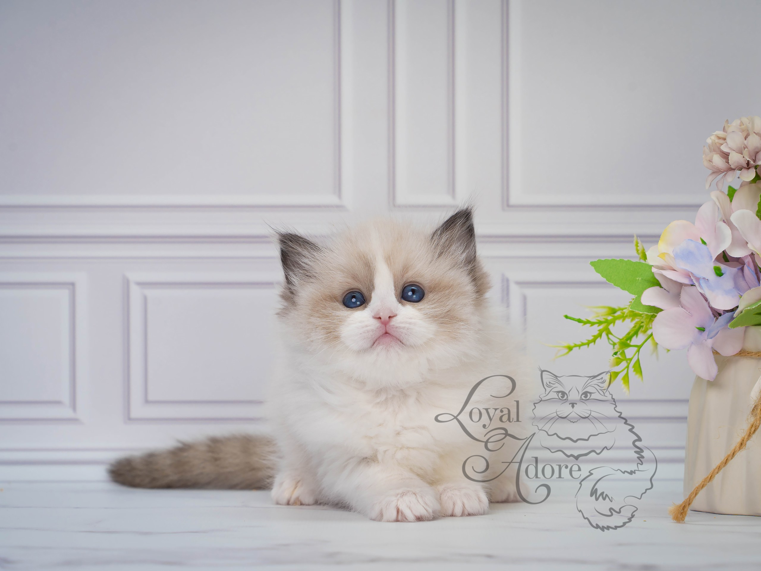 Котята рэгдолл от Loyal Adore. Питомник рэгдолл Loyal Adore