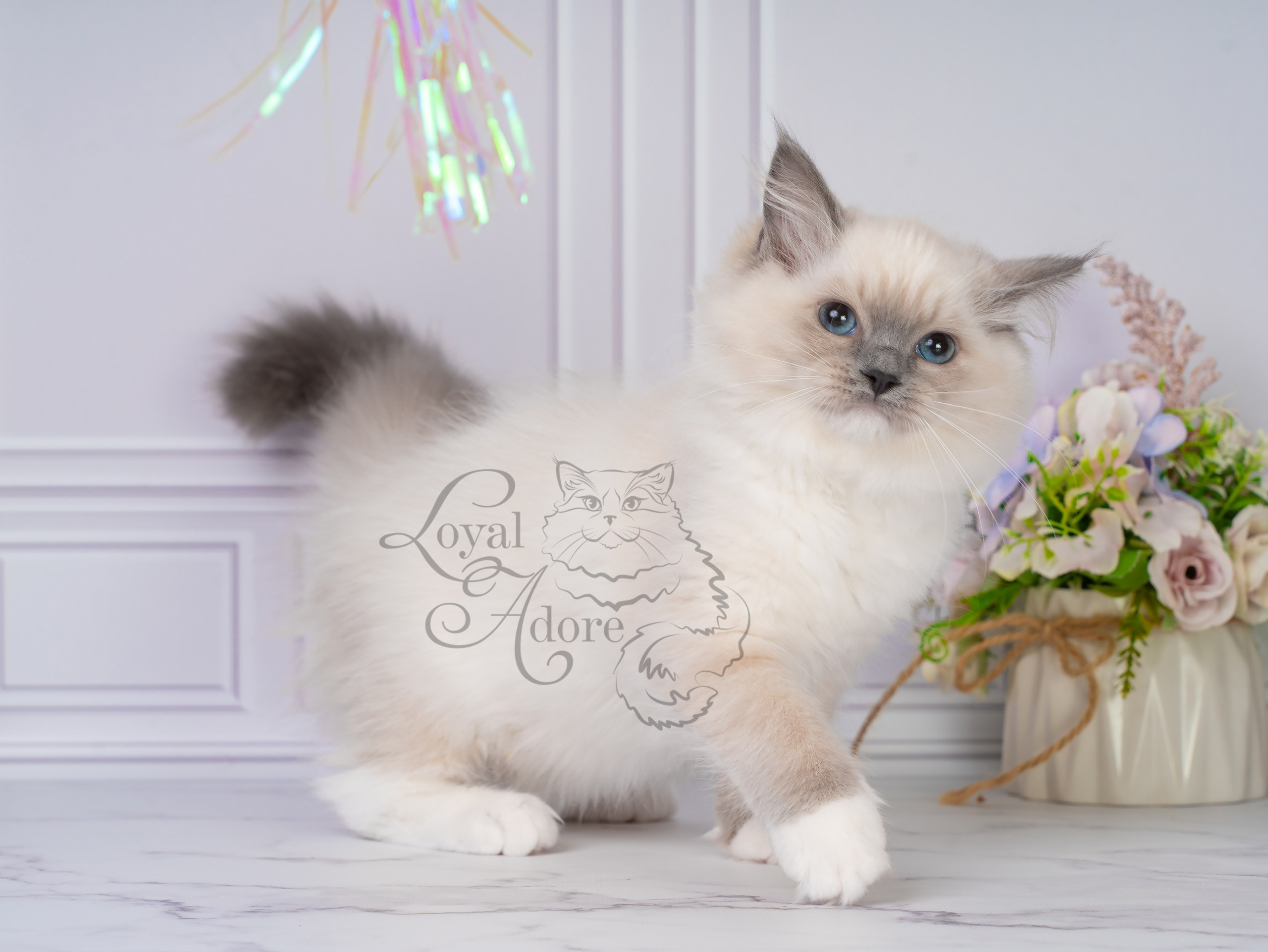 Все свободные котята. Питомник рэгдолл Loyal Adore