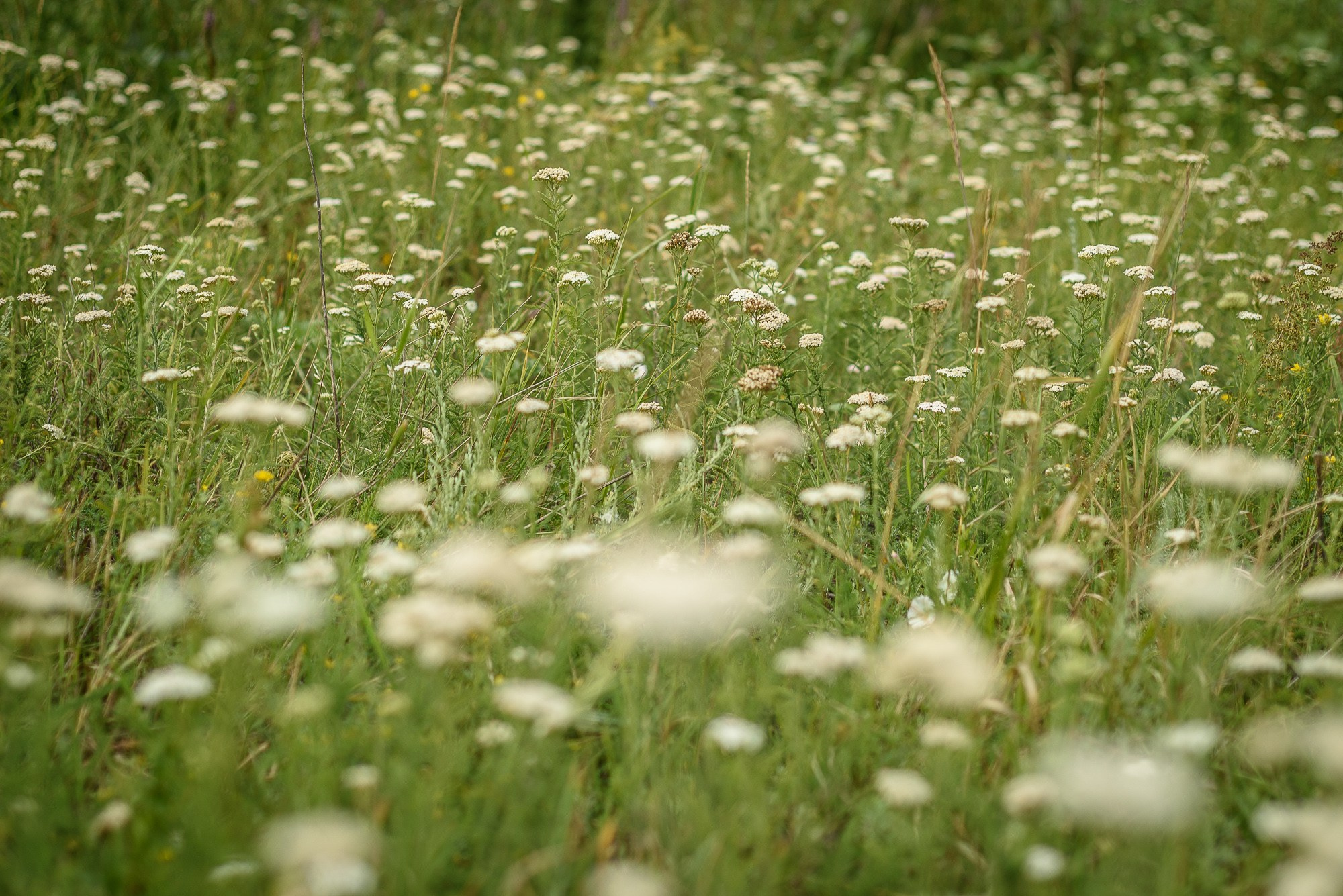 Полевые цветы в поле