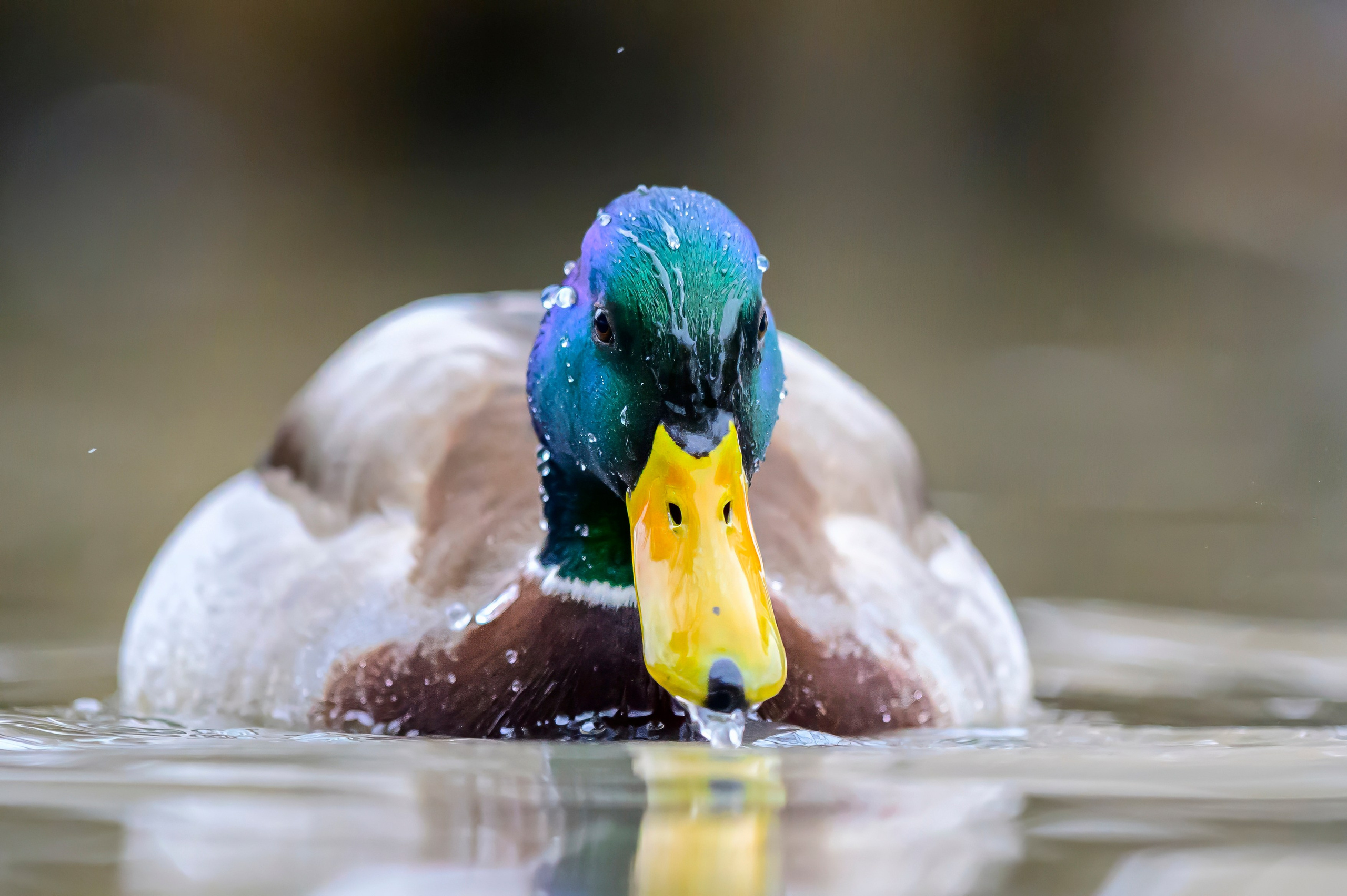 Мандаринки Mandarin ducks. Wildlife photography by Sergey Puponin