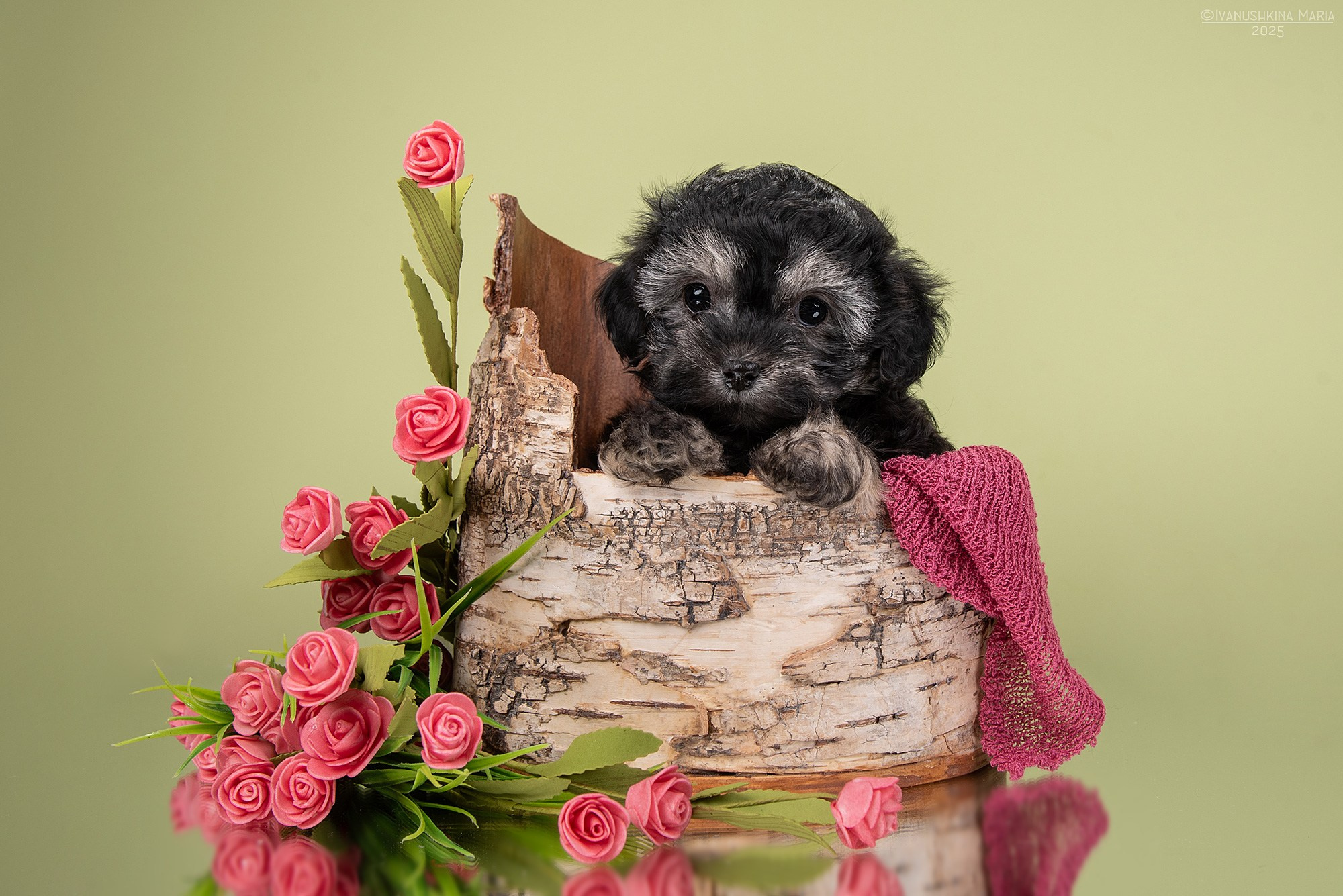 Фотосессия щенков на фонах. Фотограф собак в Москве и Московской области Иванушкина Мария
