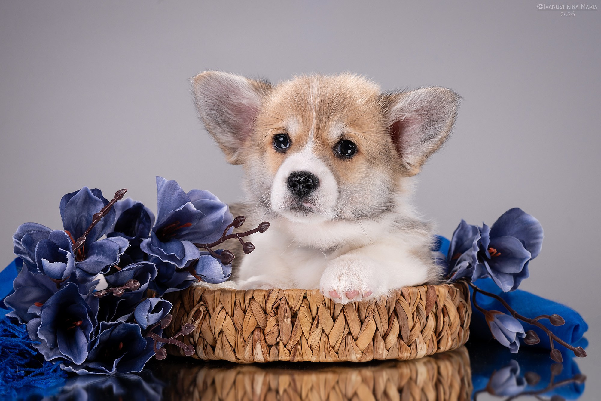 Фотосессия щенков на фонах. Фотограф собак в Москве и Московской области Иванушкина Мария