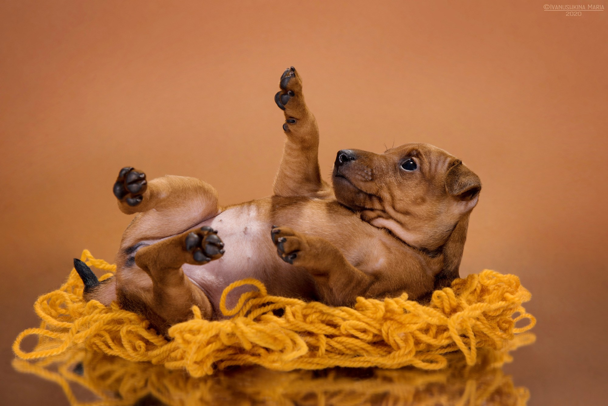 Фотосессия щенков на фонах. Фотограф собак в Москве и Московской области Иванушкина Мария