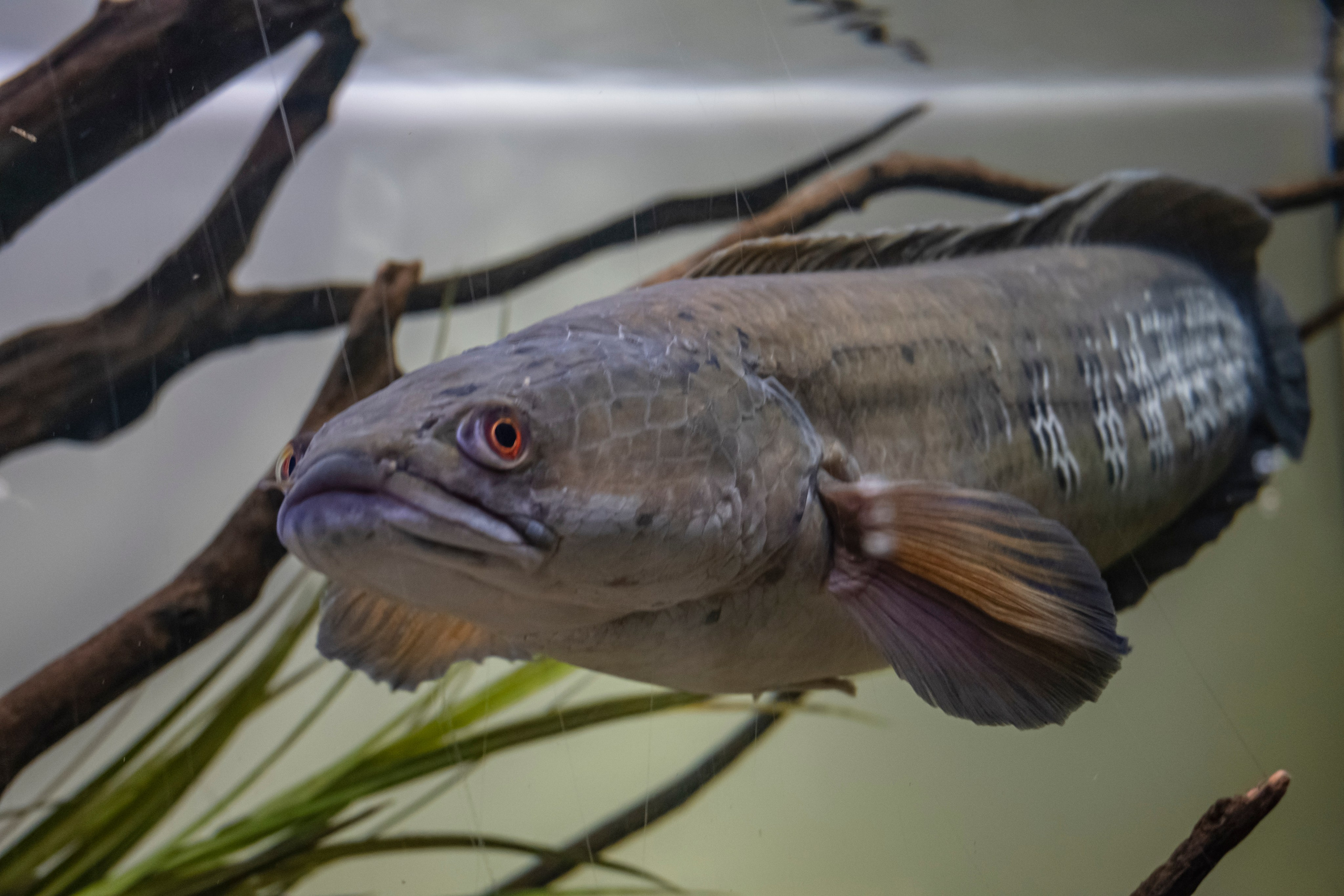 Москвариум. Фотограф Роман Адлер