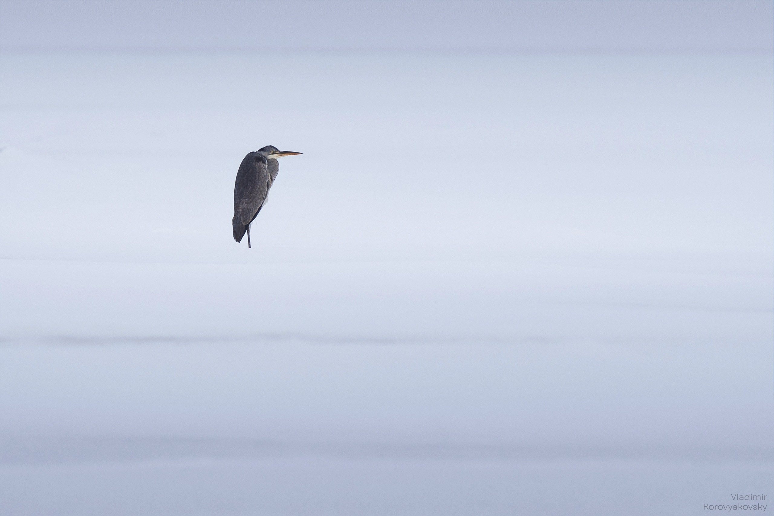 Животные. Фотограф Владимир Коровяковский