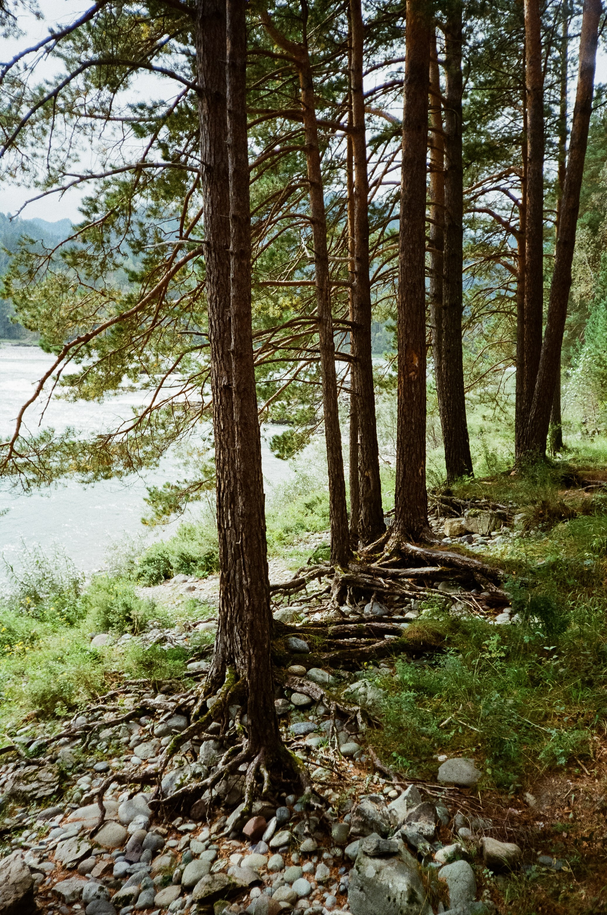 Катунь и сосны на базе Беррель. Ботанический сад. Фотограф-документалист Мария Осокина