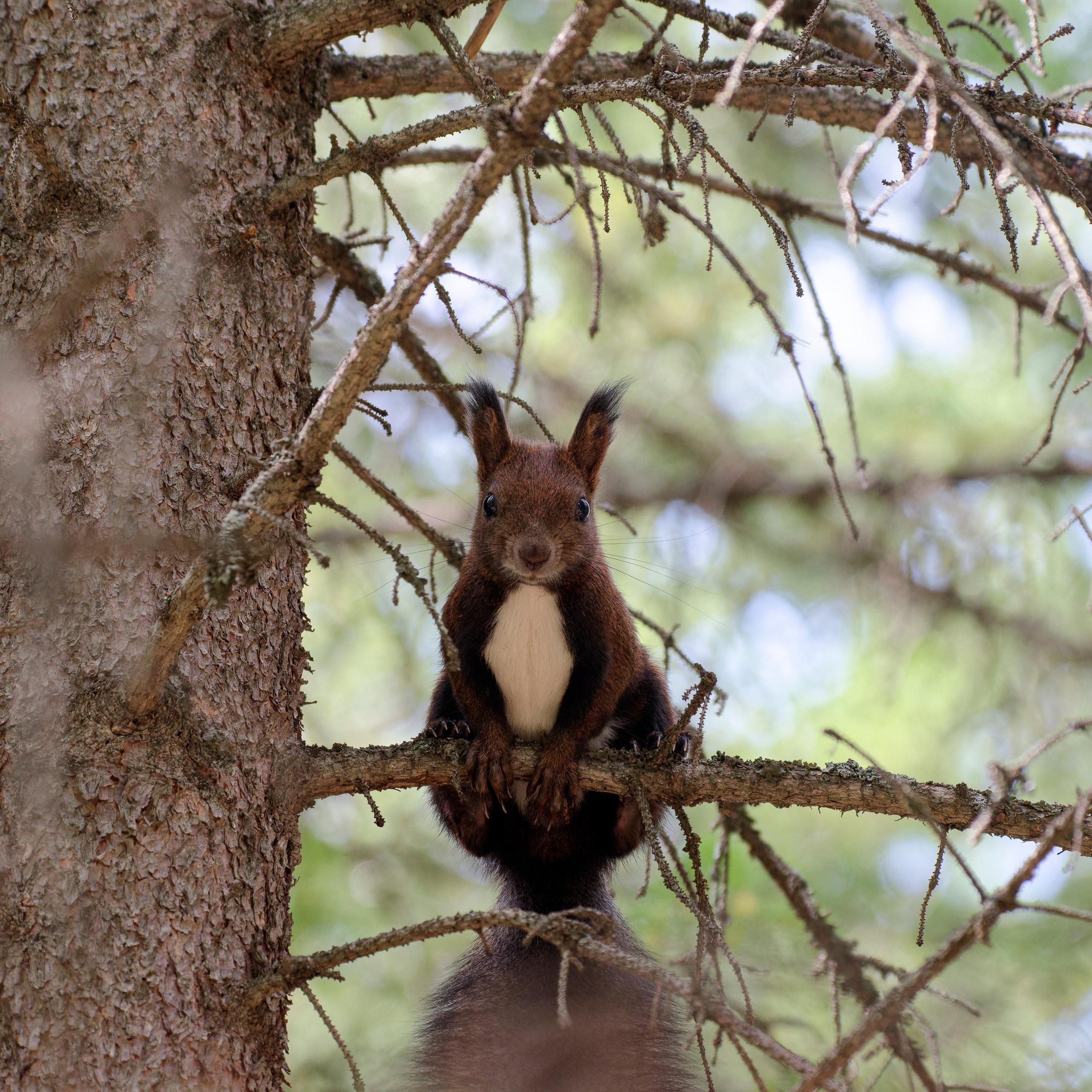 Путешествие по южному Алтаю. Семоха Валерий. Фотограф