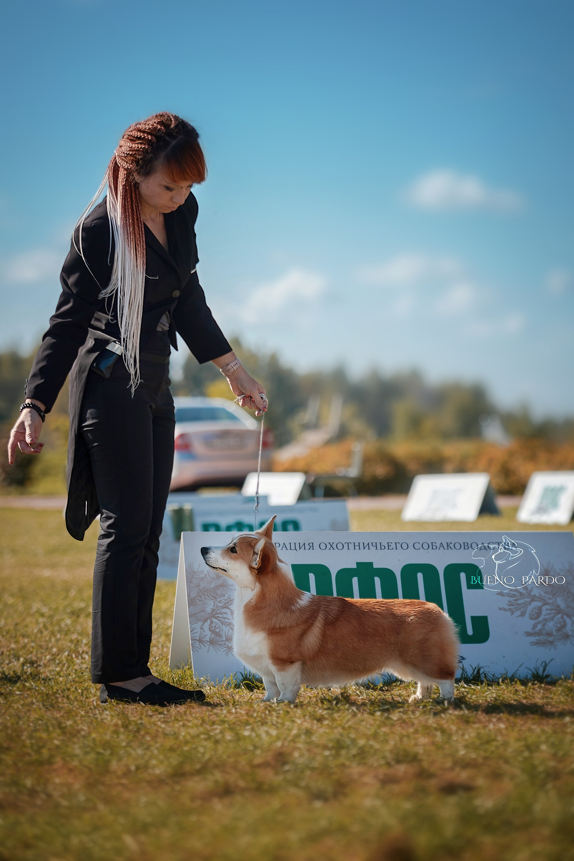 КОРГИ. Kawaii Kuma питомник собак пород Корги пемброк, Акита ину, Сиба