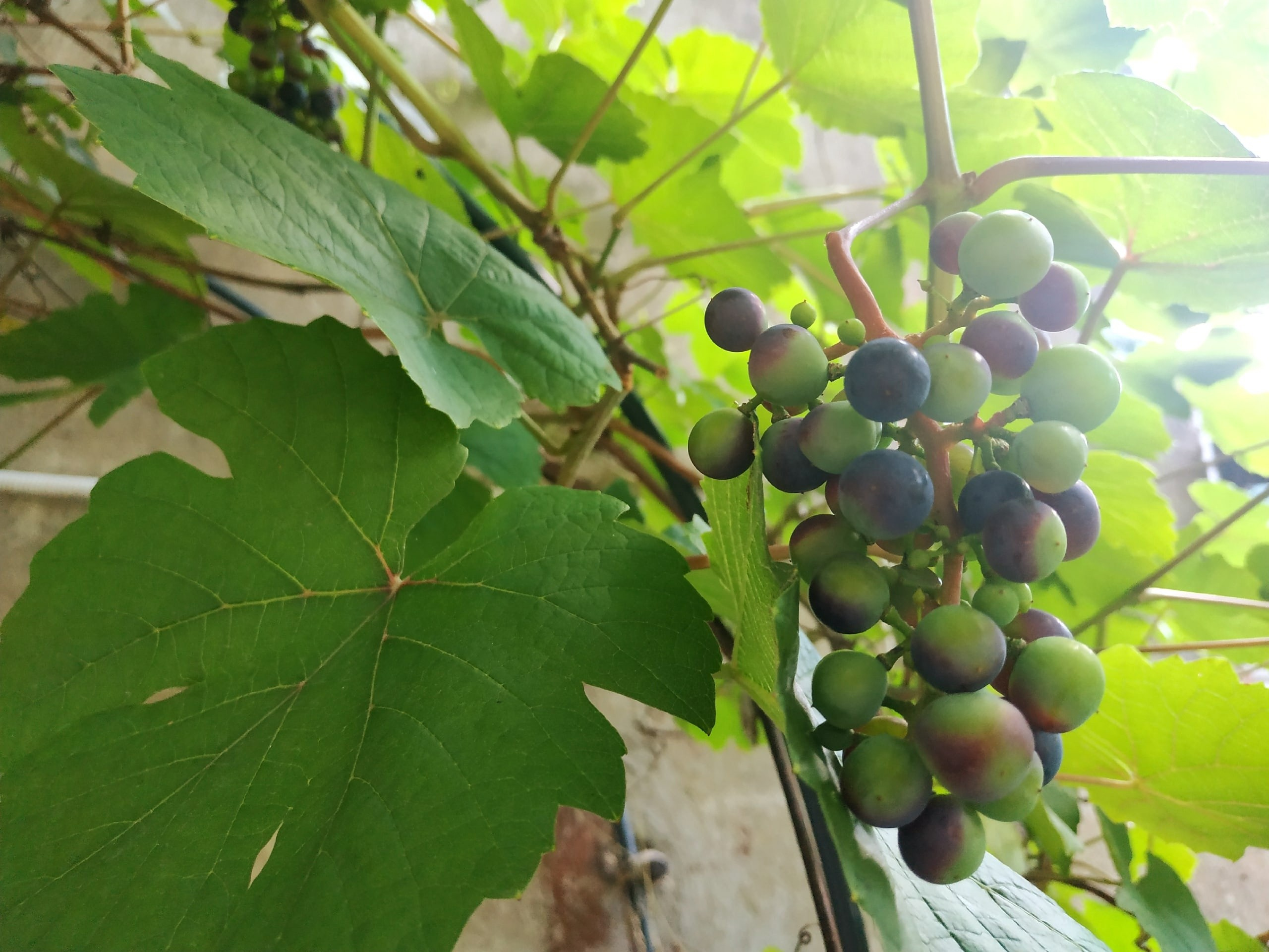 Новости. Дом Шрёдера