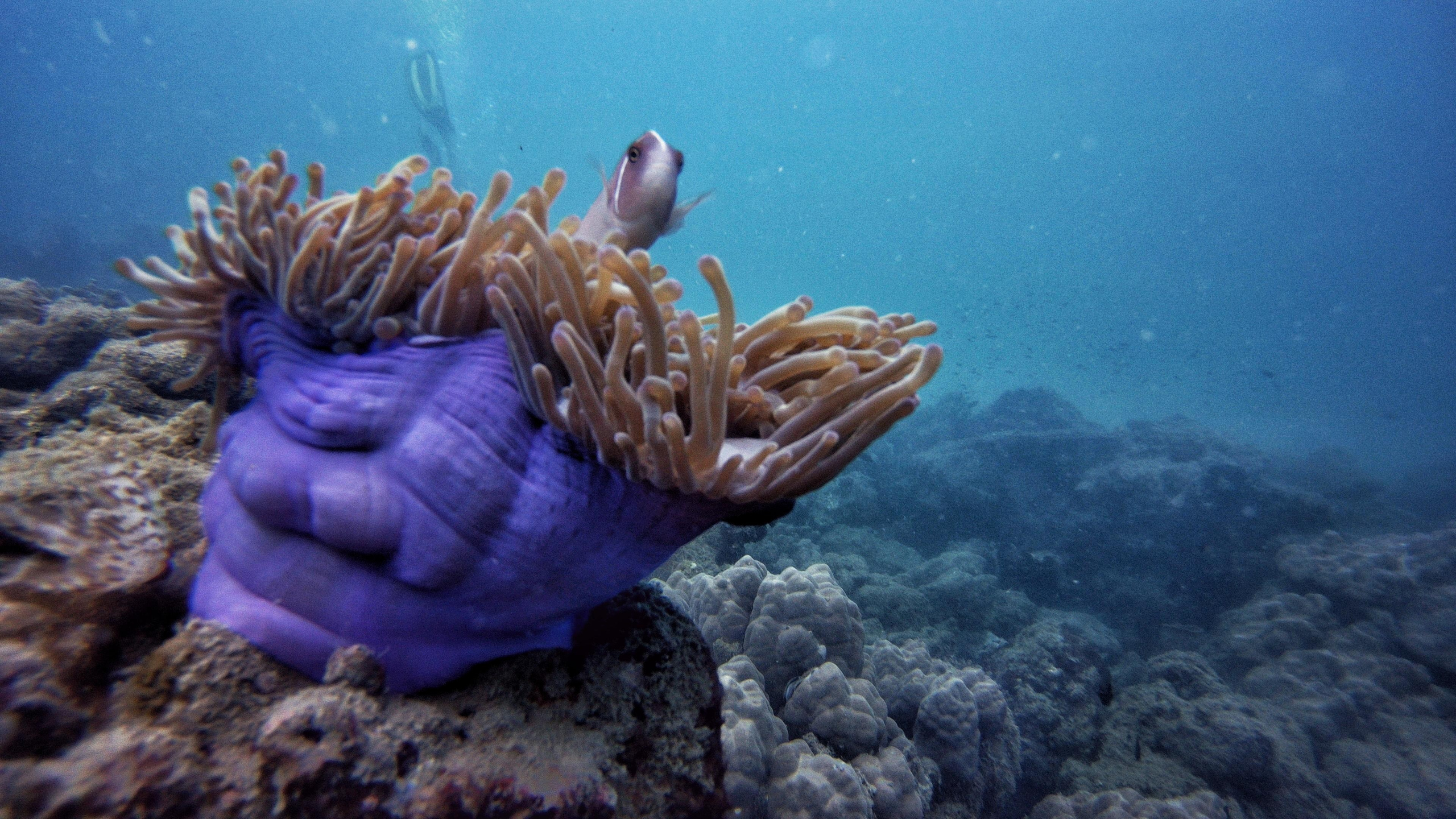 Для тех кто не боится сделать первый шаг. Дайвинг во Вьетнаме