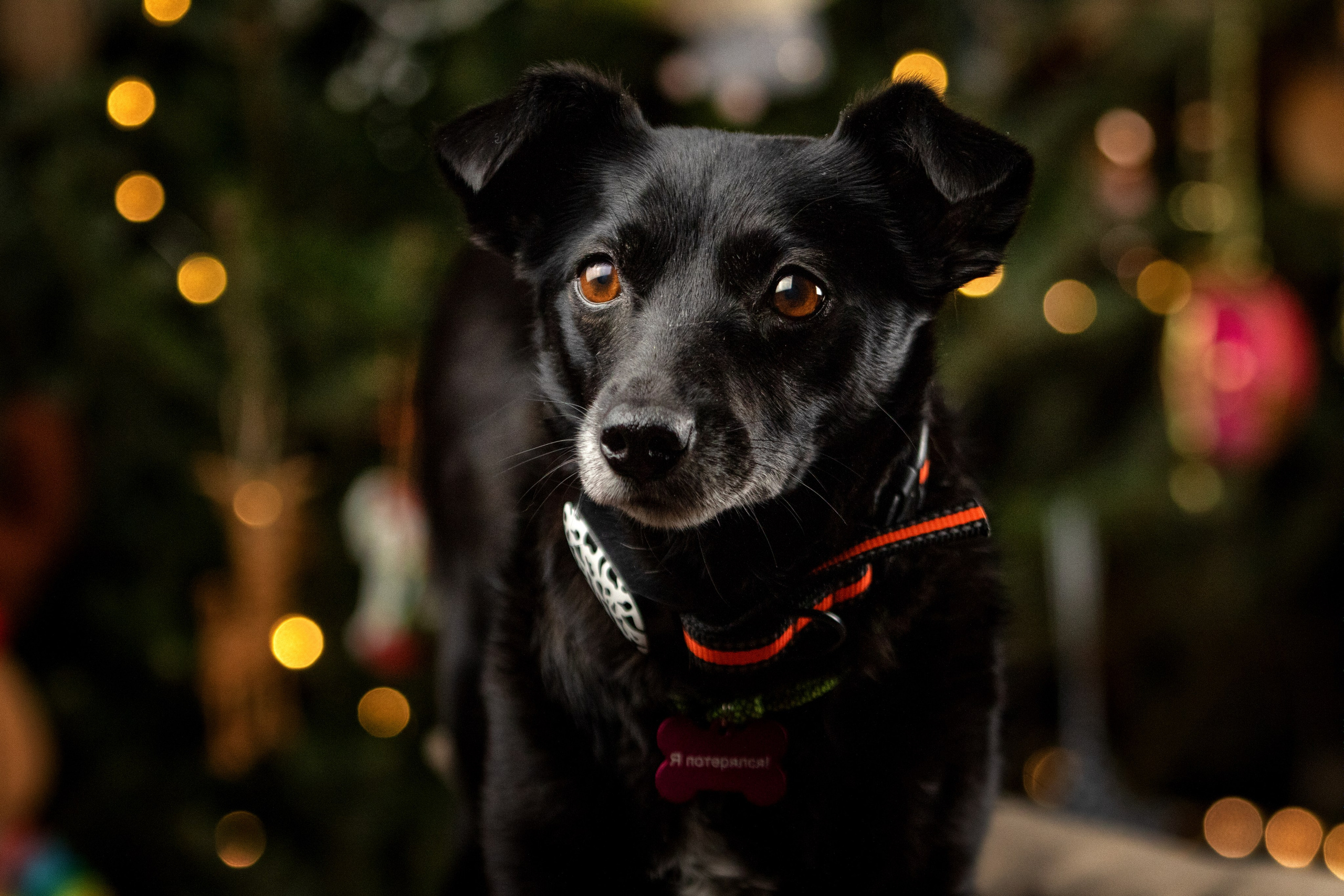 Рождественская история Бусинки. Фотограф-анималист Юлия Зубкова