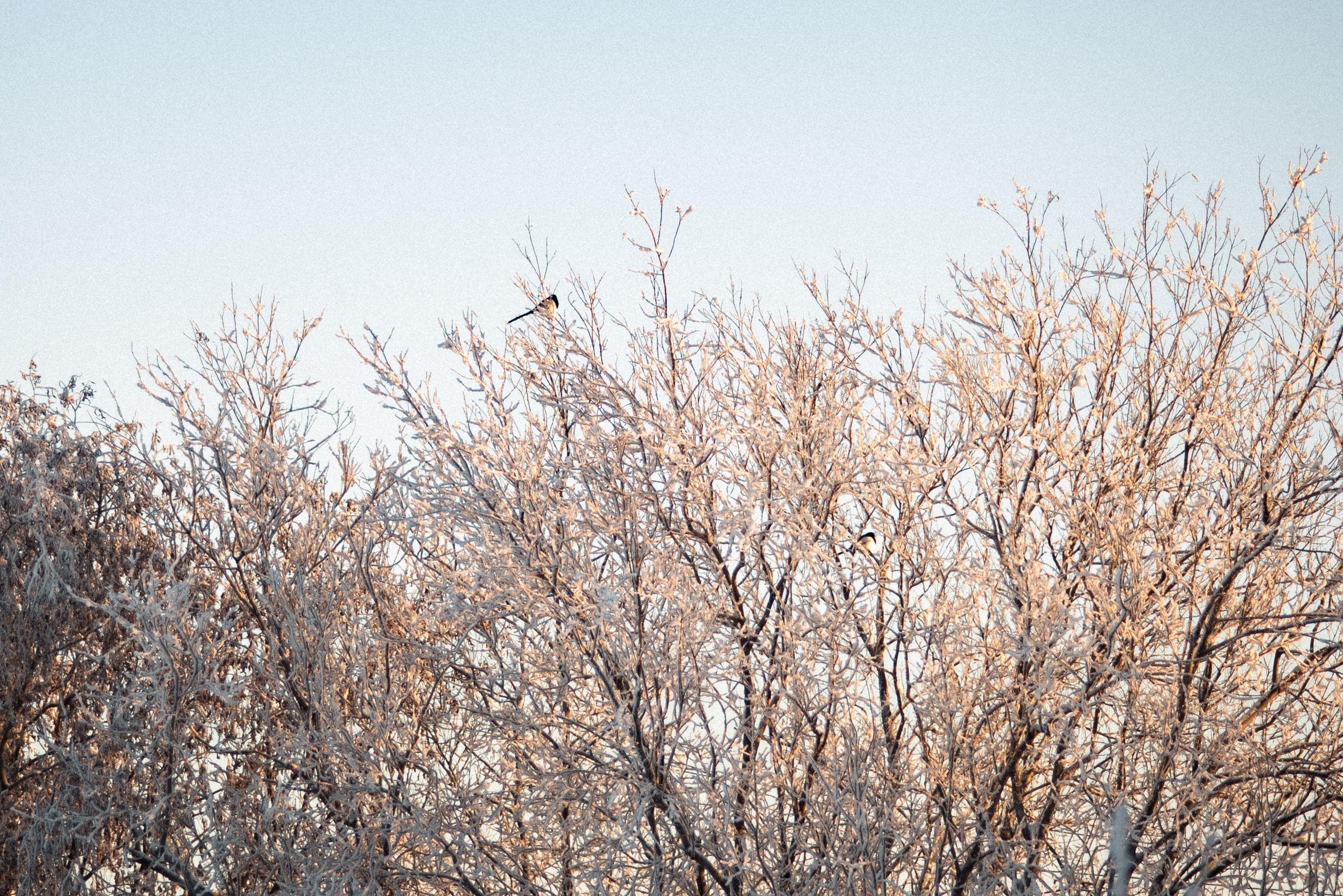 Искристый ноябрь. Семейный и детский фотограф в Санкт-Петербурге Татьяна Дмитренко