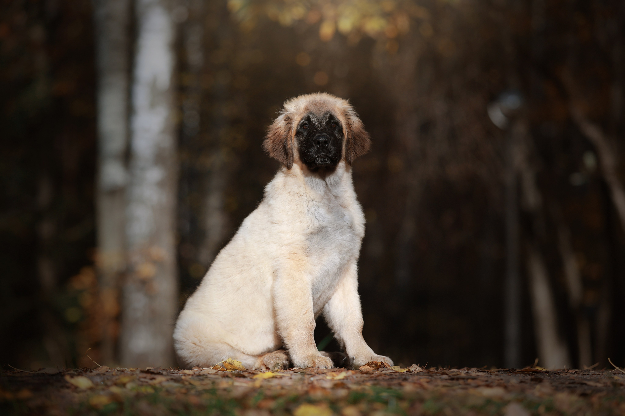 ФОТОСЪЕМКА ЩЕНКОВ НА ДОМУ. ФОТОГРАФ-АНИМАЛИСТ l LANA POLYAKOVA