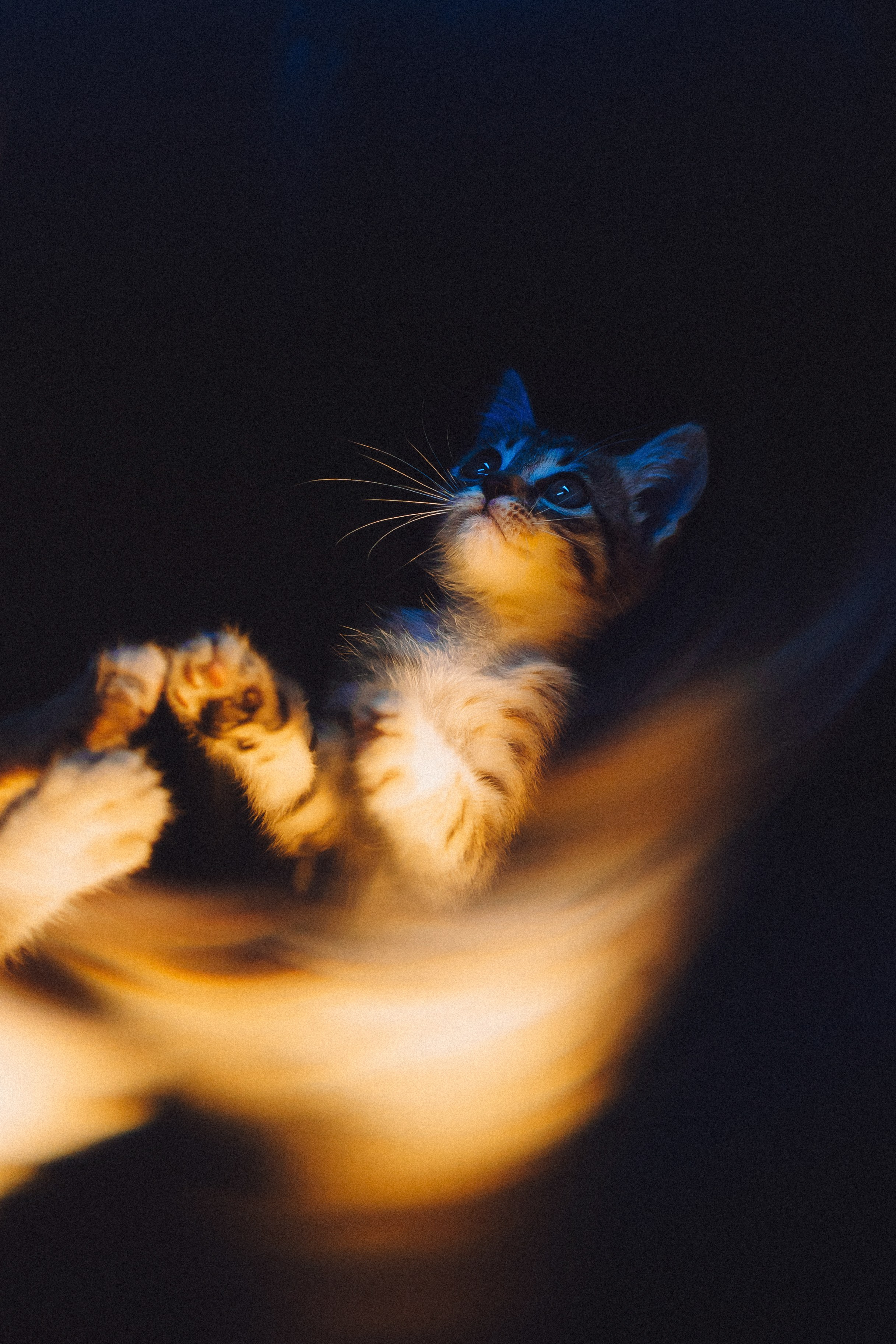 Более 30 идей для фотосессии с котенком