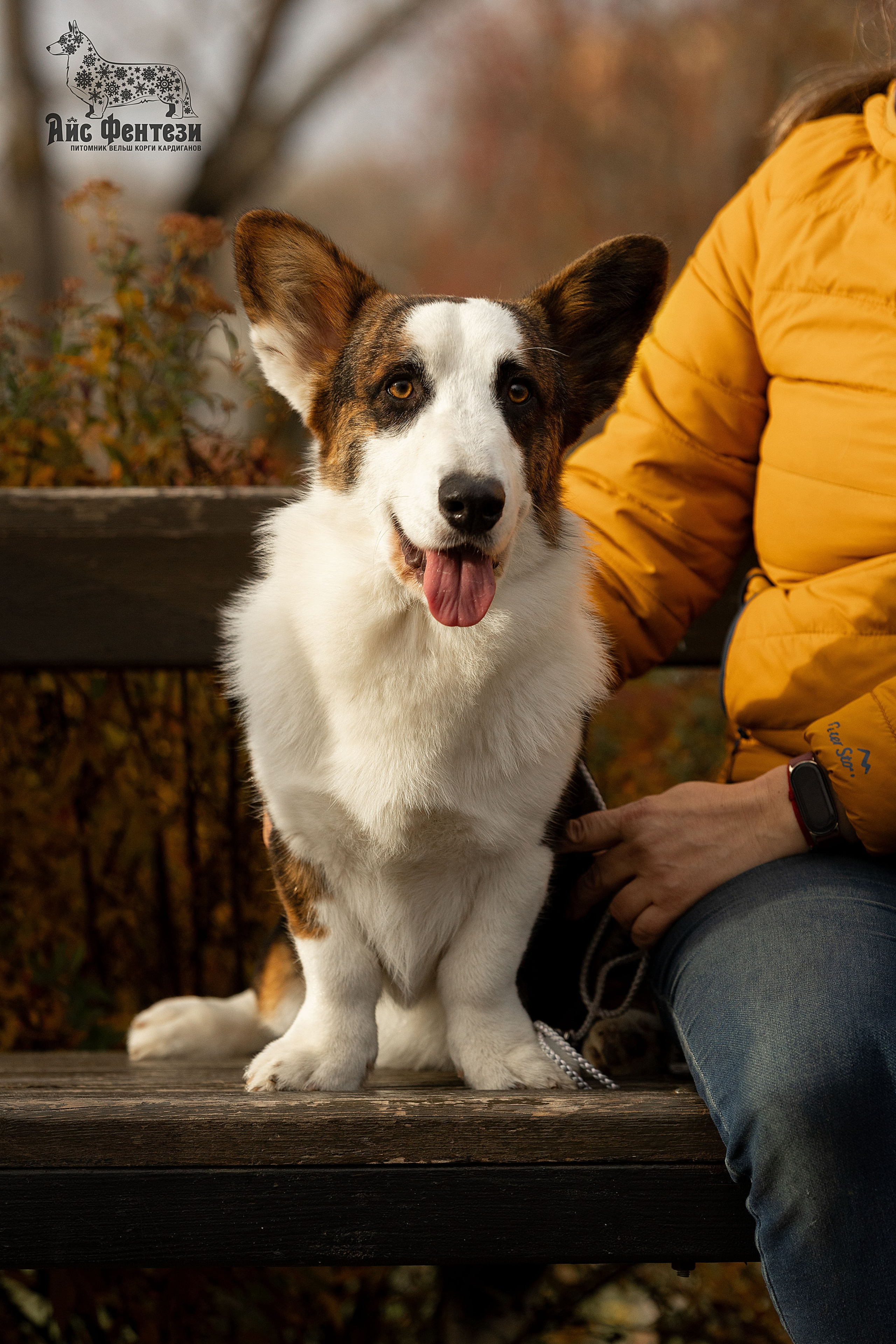 Купить щенка вельш корги кардиган из питомника Ice Fantasy. Ice Fantasy kennel: professional breeding of Siberian huskies and wels