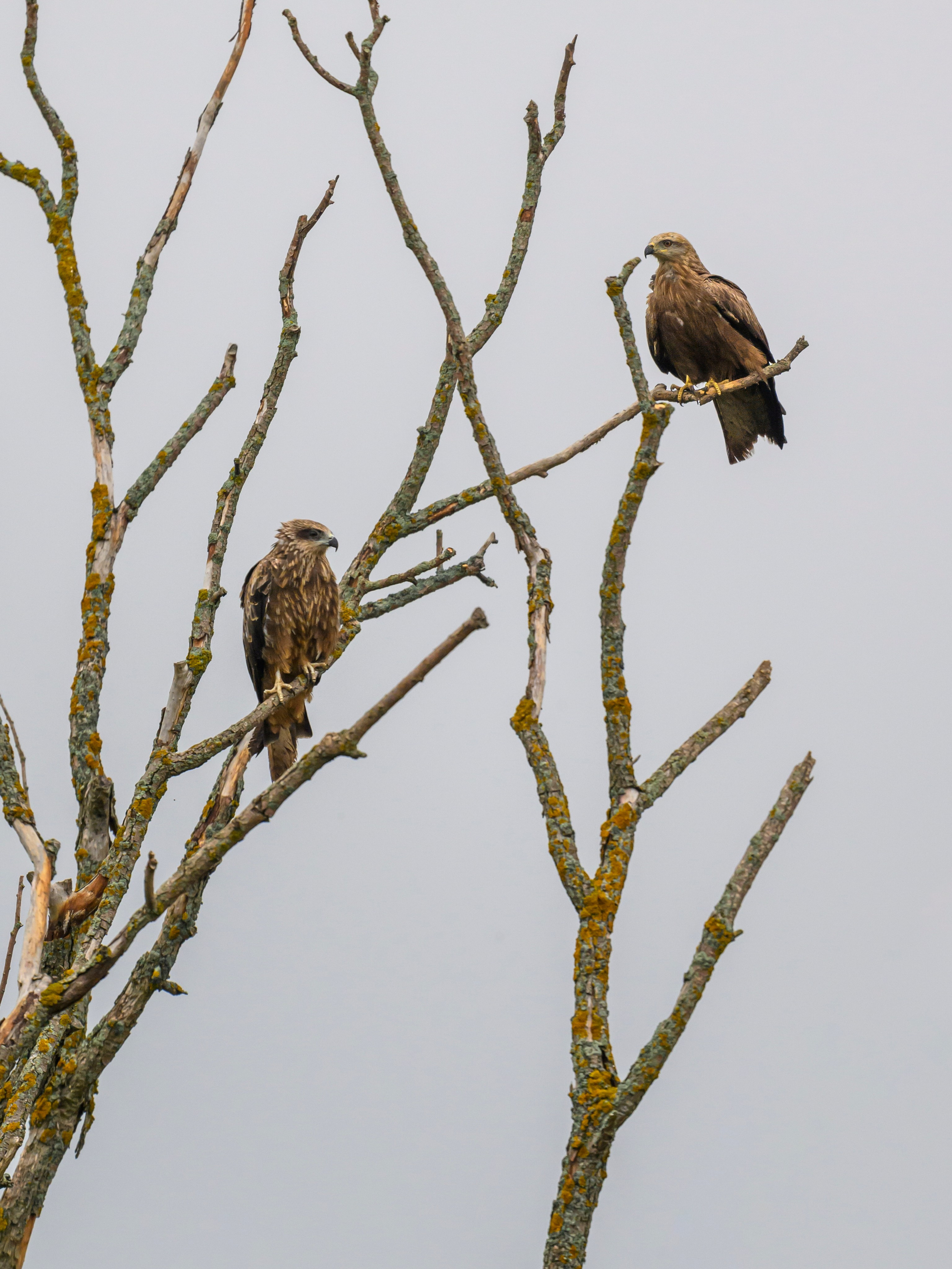 Журавли опять мимо. The cranes are passing by again. Фотограф Сергей Пупонин