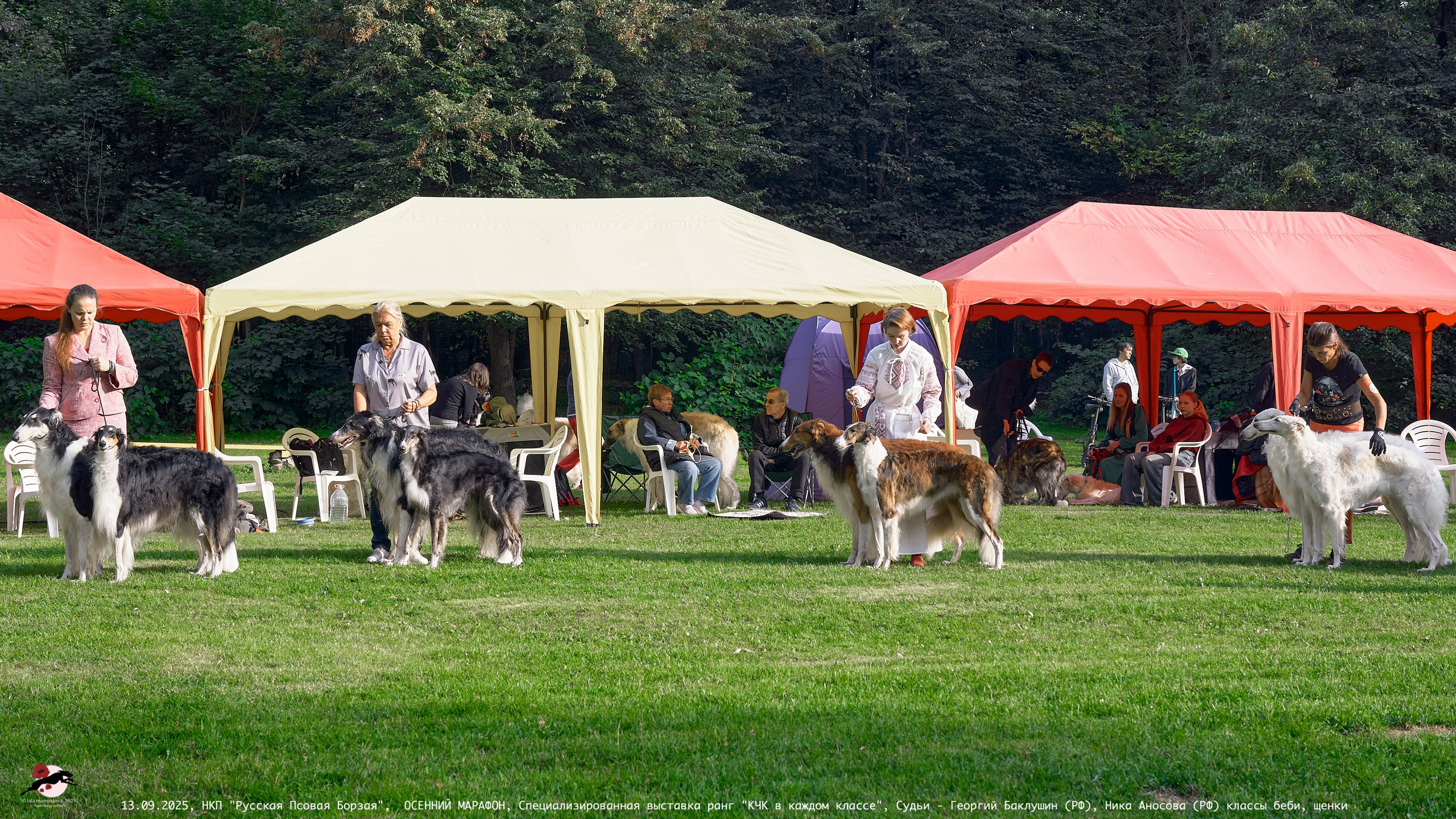 ОСЕННИЙ МАРАФОН | Специализированная выставка породы Русская Псовая Борзая ранг "КЧК в каждом классе"