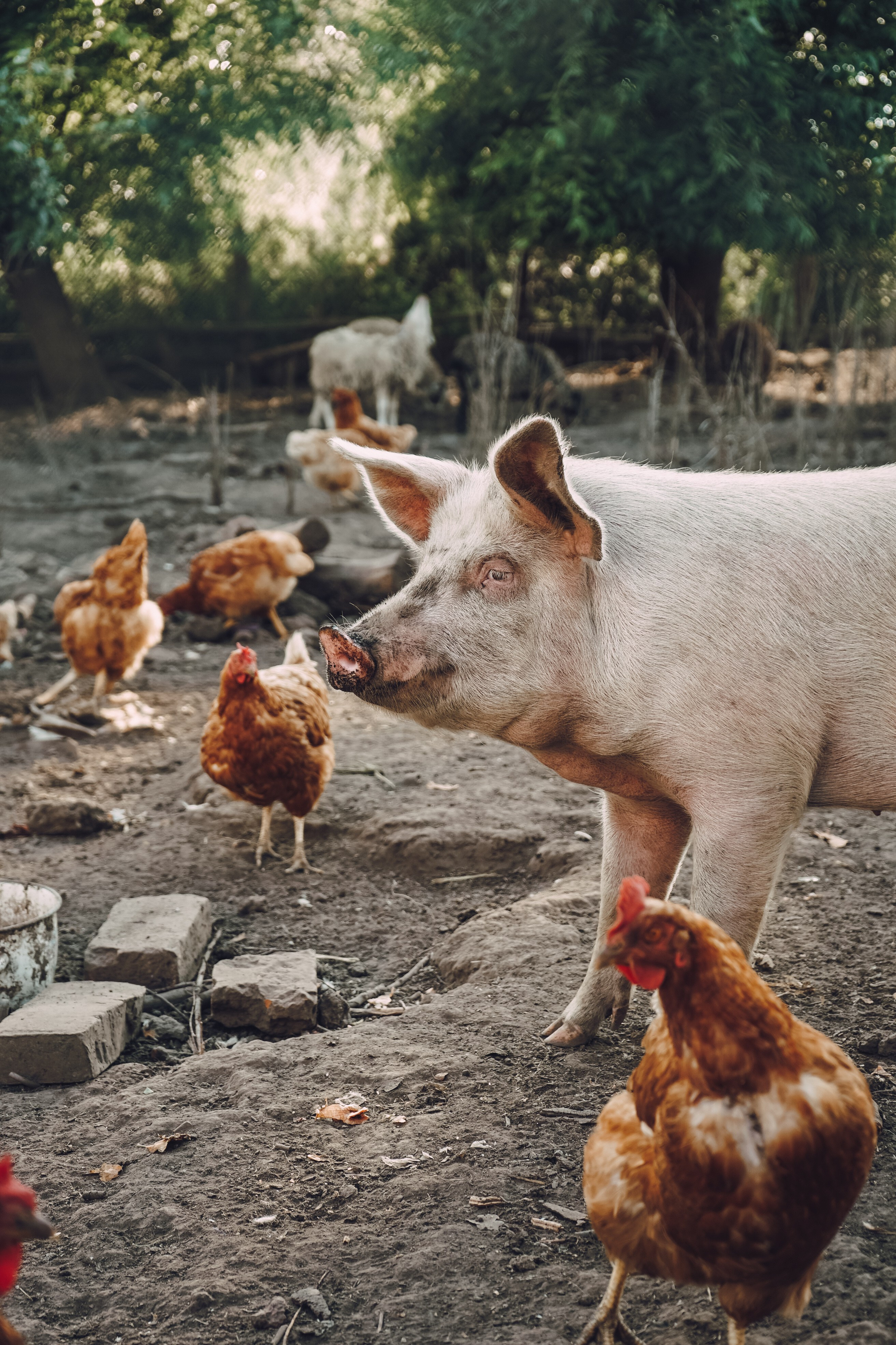 Автор: Оля Стальгорова