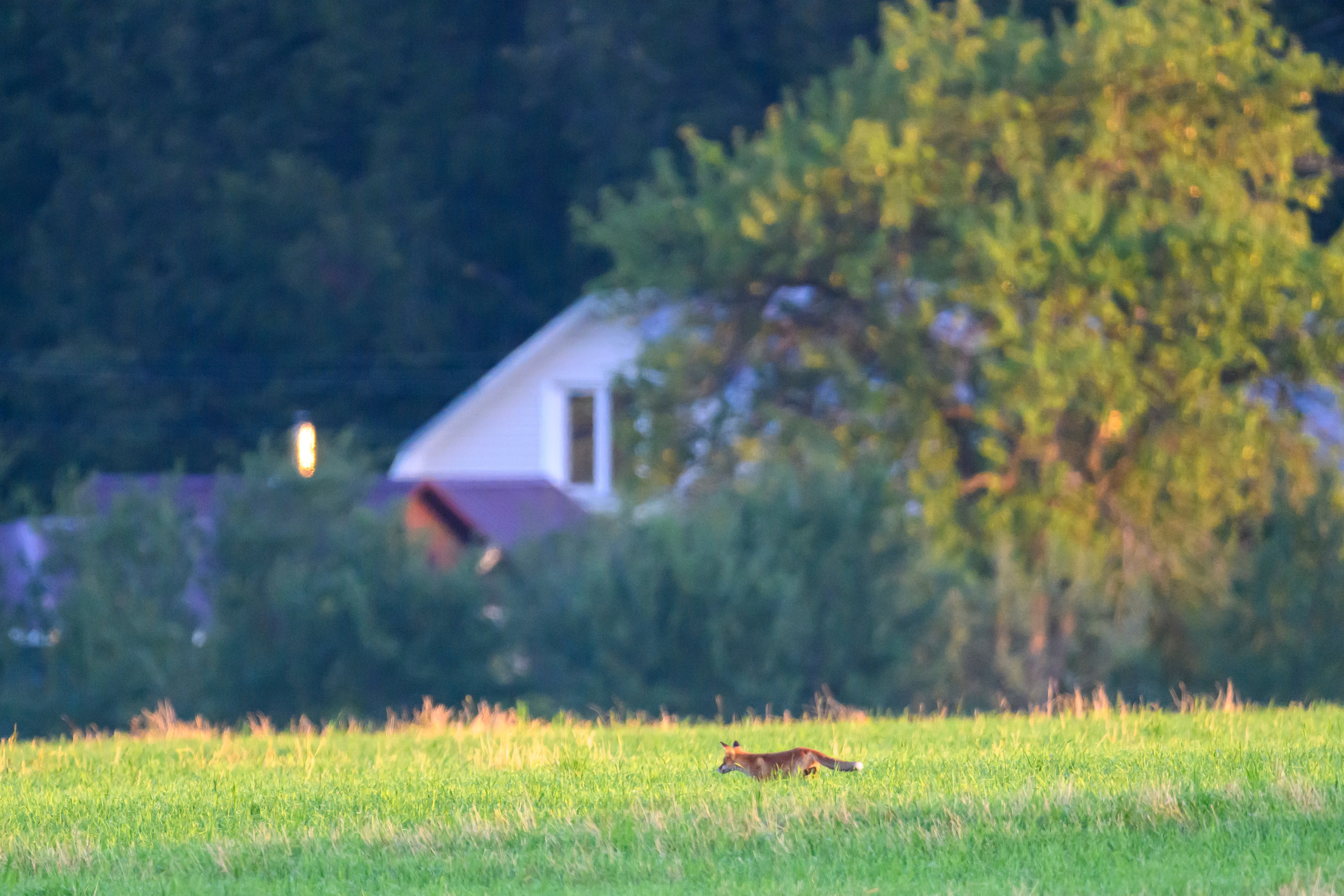 Коростель учится летать. Wildlife photography by Sergey Puponin