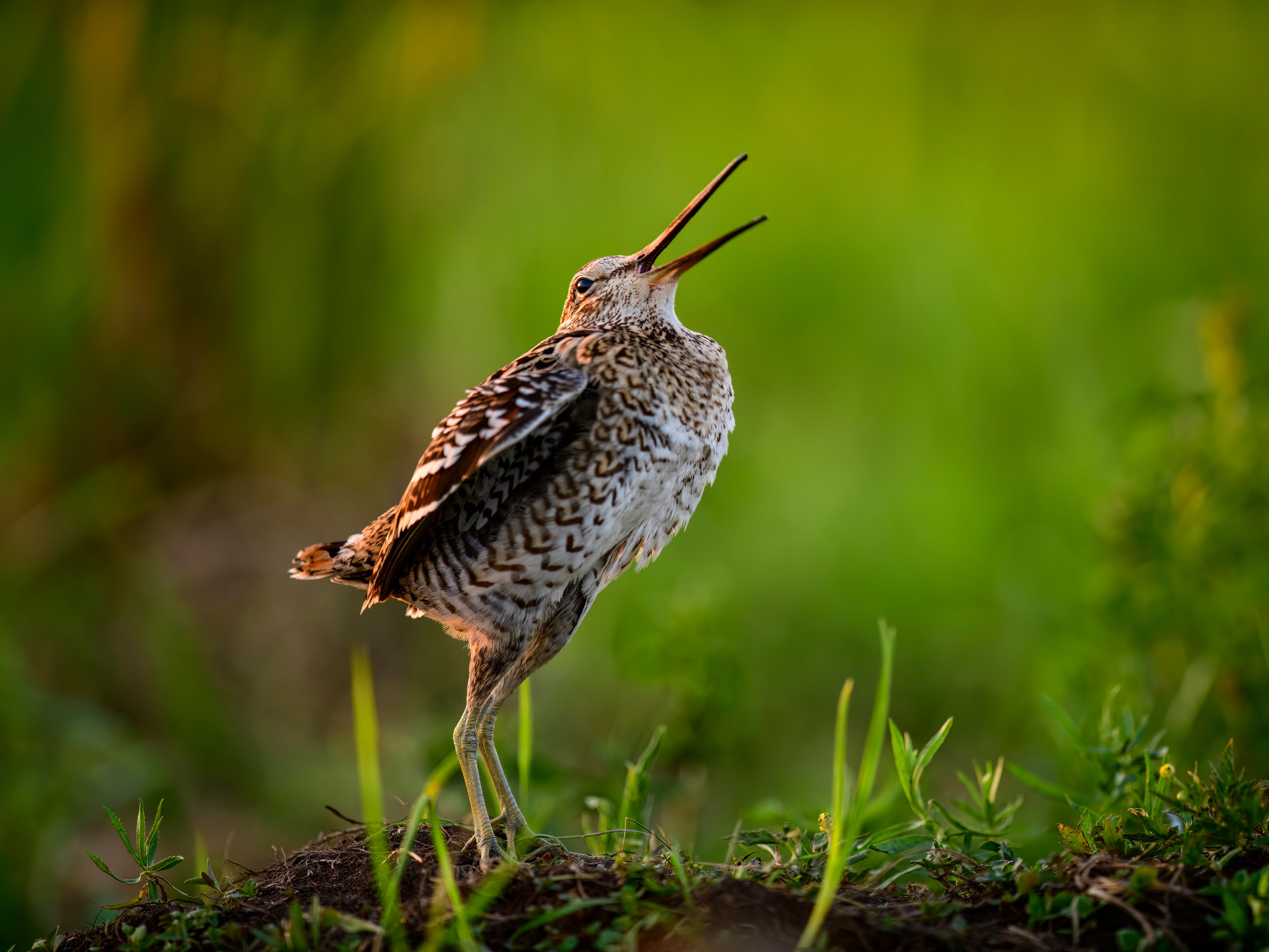Дупелиный ток: настоящие гусары!. Фотограф Сергей Пупонин
