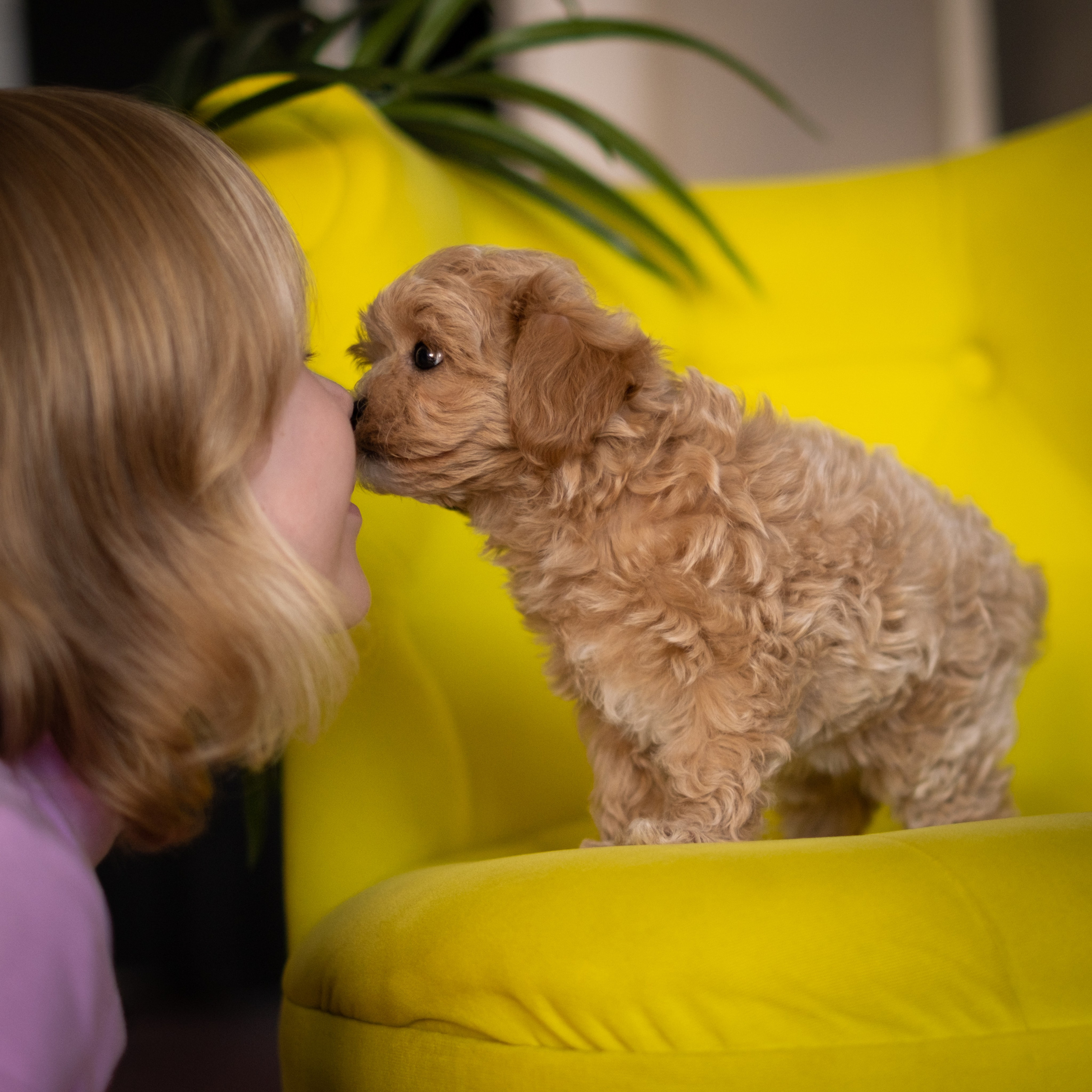 Студийная фотосессия щенков мальтипу. Зоофотограф, фотограф животных в Москве и области Дина Дамоцева