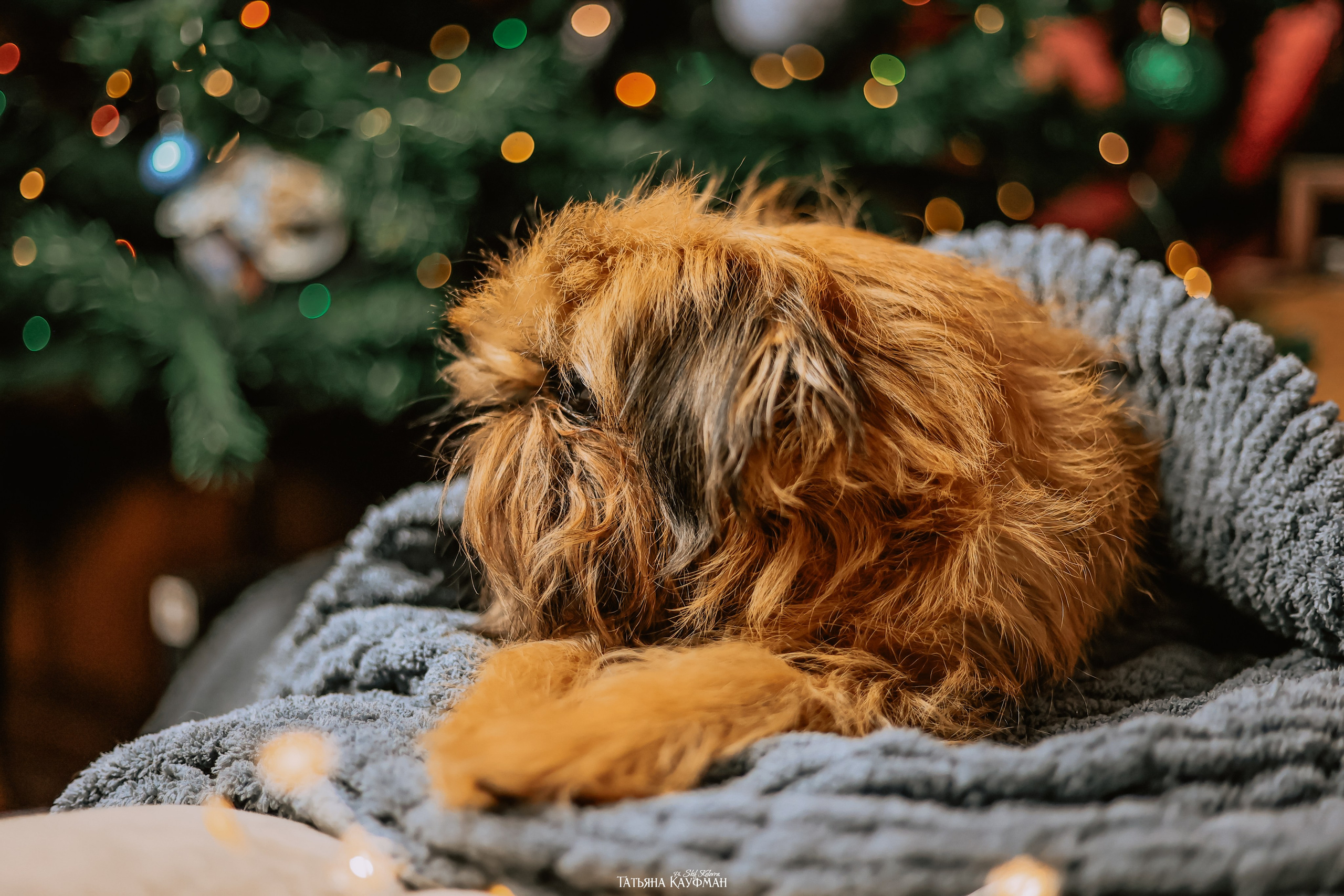 Брюссельский гриффон, фотография гриффон, красивая собака, фотограф анималист, фотокурс Анималистика, научиться фотографировать собак, фотограф Новосибирск