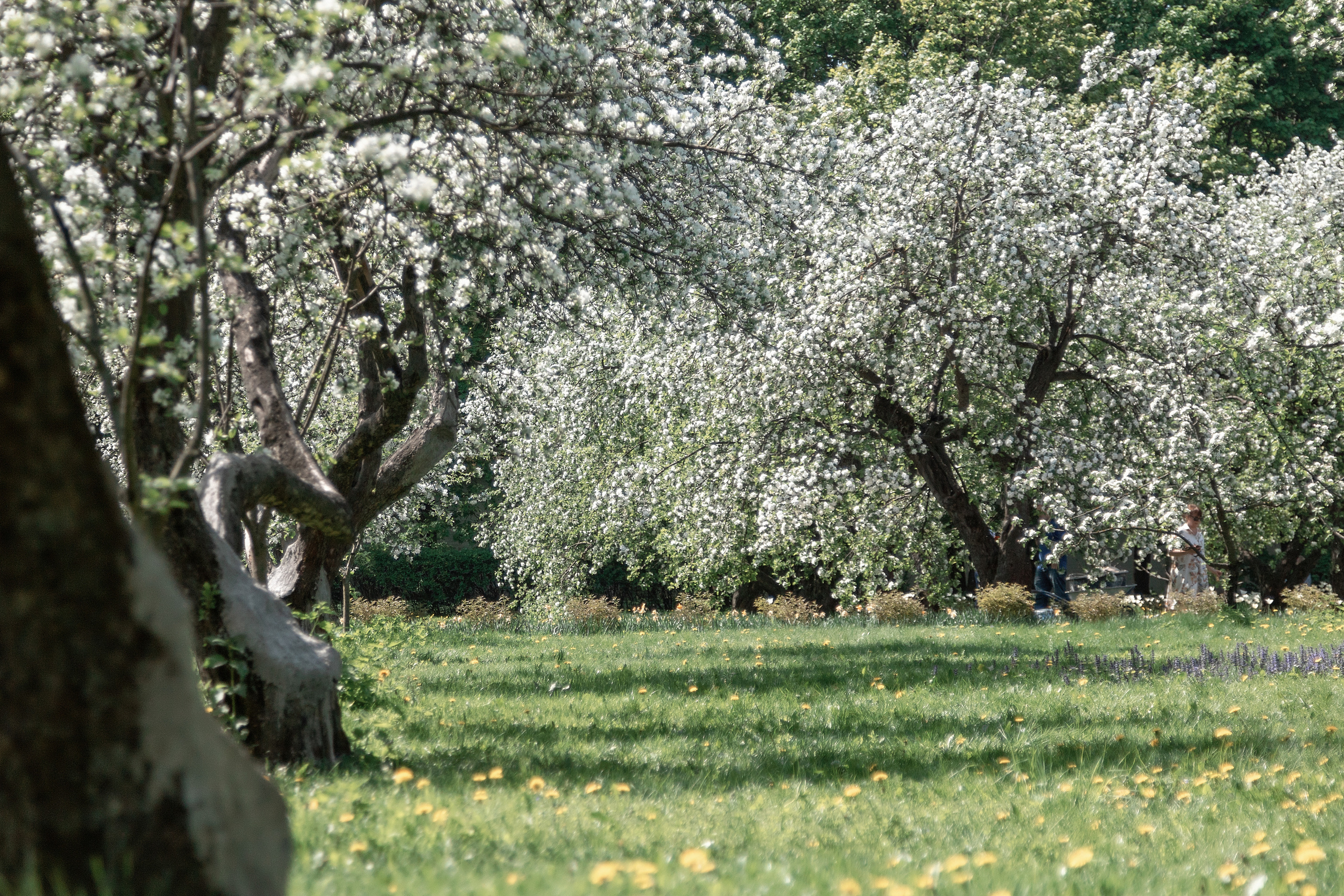 Фотосессия в цветущих садах. Балетный фотограф в Москве Галина Молчанова