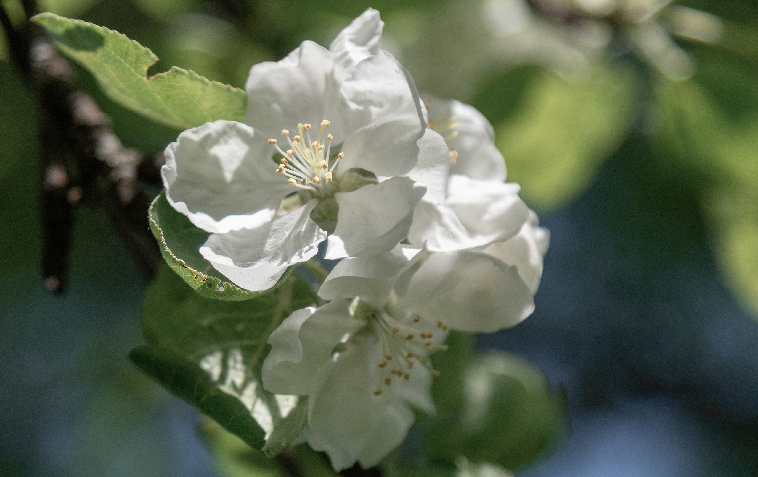 Фотосессия в цветущих садах. Балетный фотограф в Москве Галина Молчанова