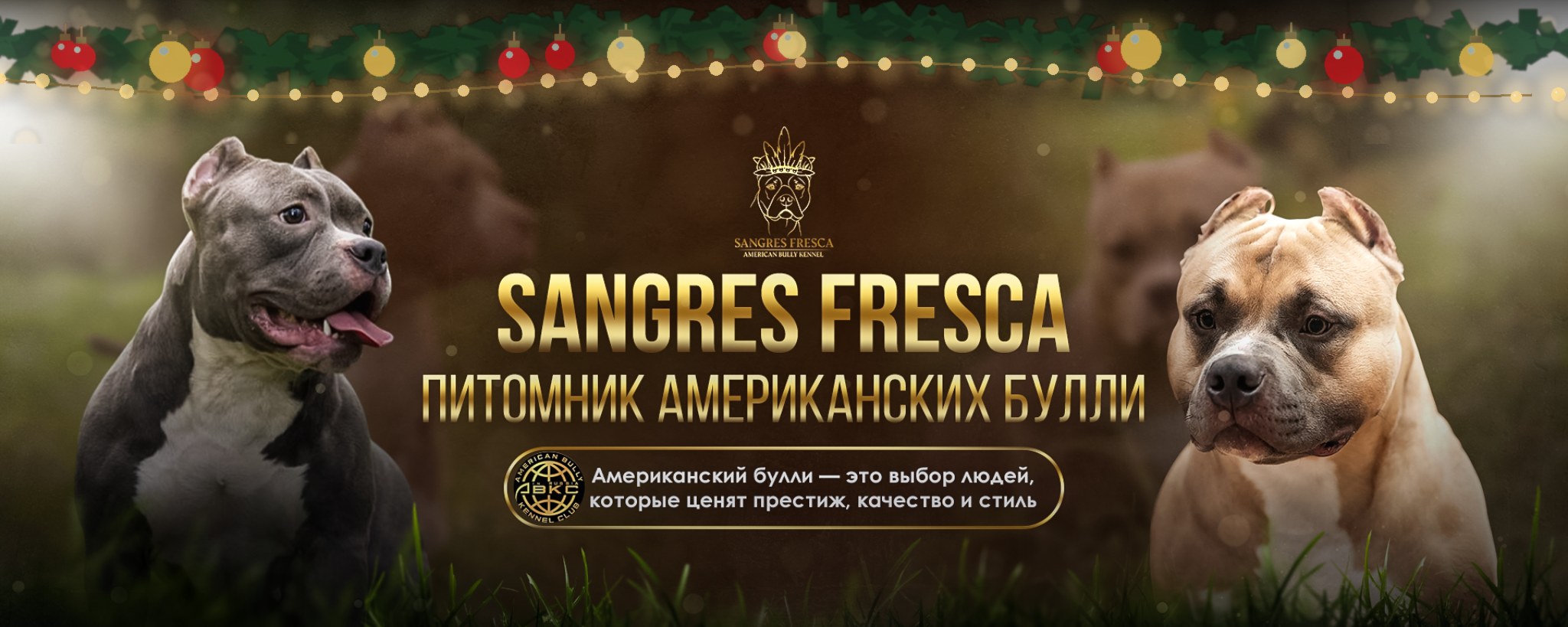 SANGRES FRESCA | Питомник американских булли в Москве и Московской области