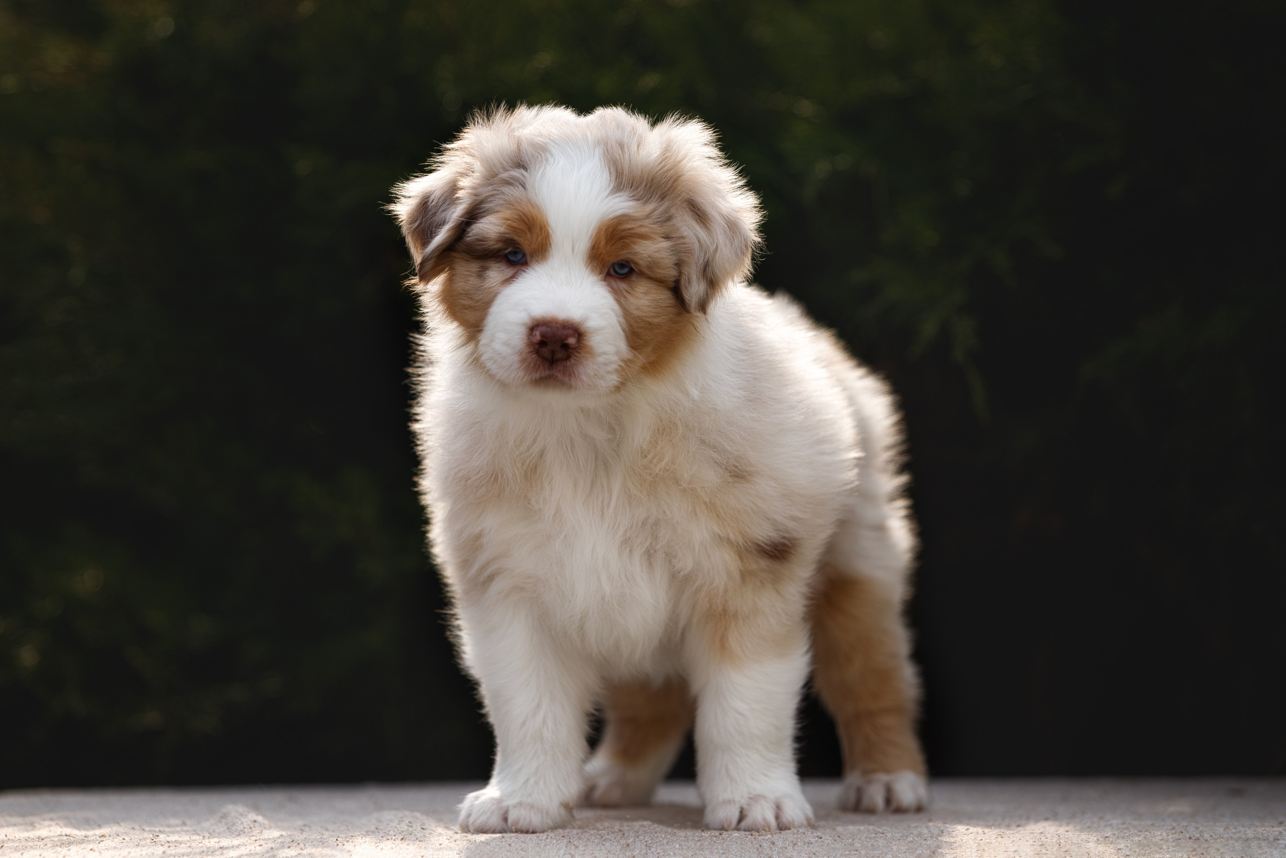 Щенки. Фотограф-анималист в Калуге Мария Шерскова