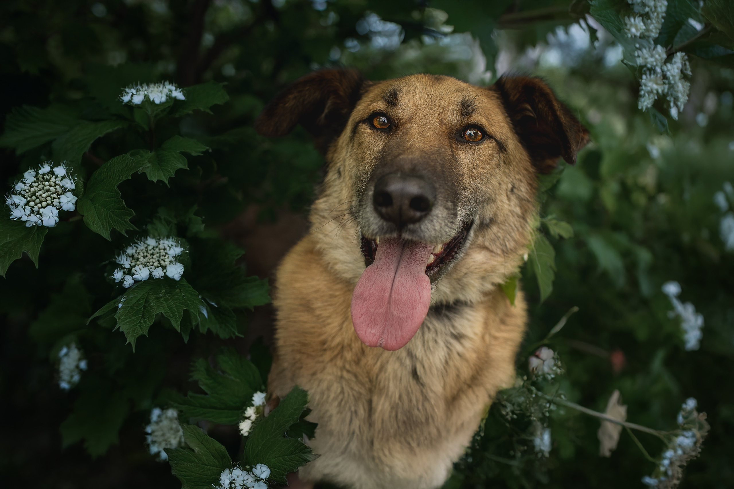 ИЩУТ ДОМ. Фотограф-анималист в Москве и Подмосковье