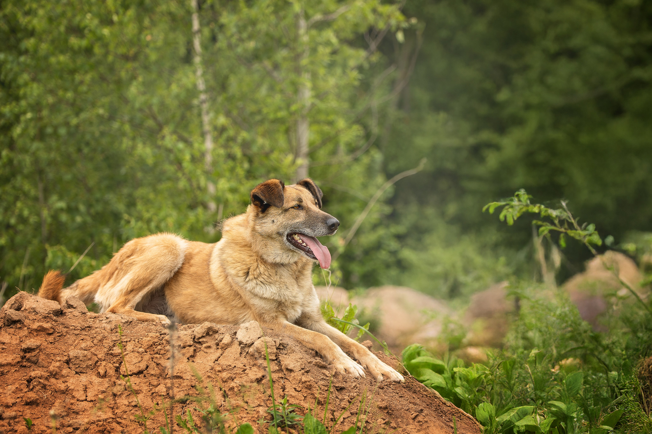 ИЩУТ ДОМ. Фотограф-анималист в Москве и Подмосковье