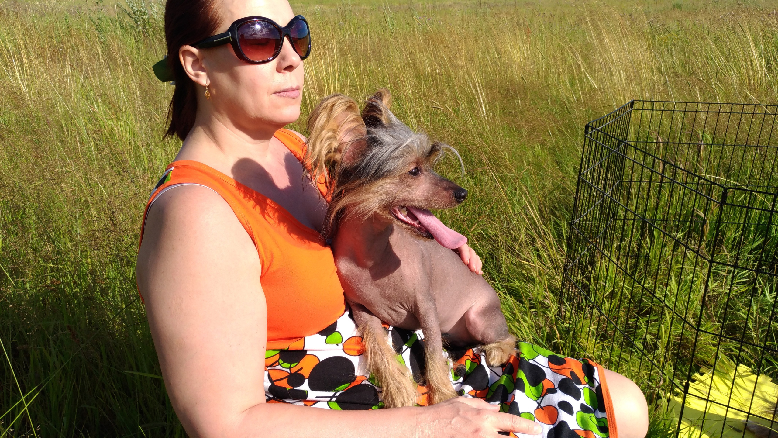 В поле под присмотром сокола. Питомник китайских хохлатых собак Poale Ell: купить щенка в питомнике