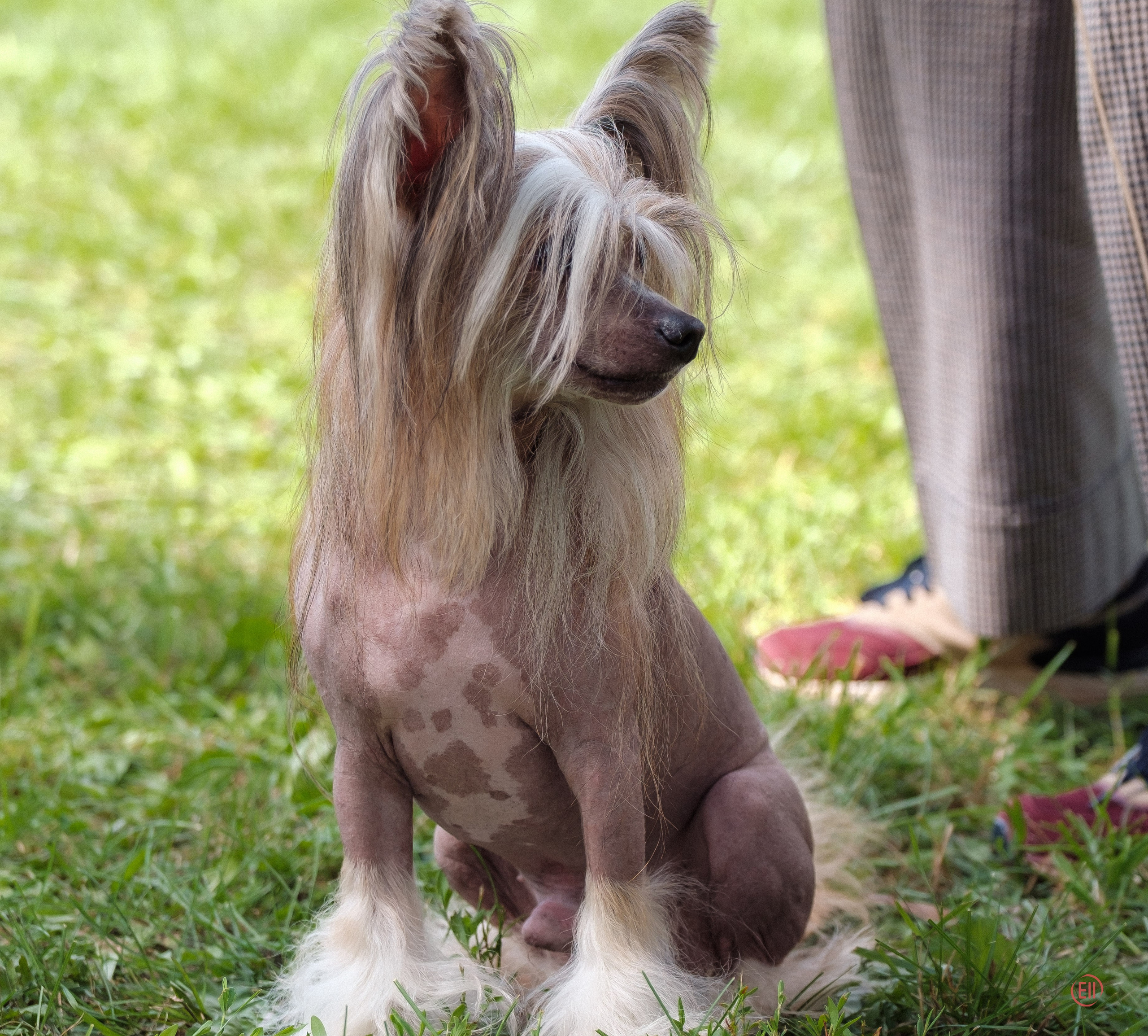 Липецк. Выставка собак. Питомник китайских хохлатых собак Poale Ell: купить щенка