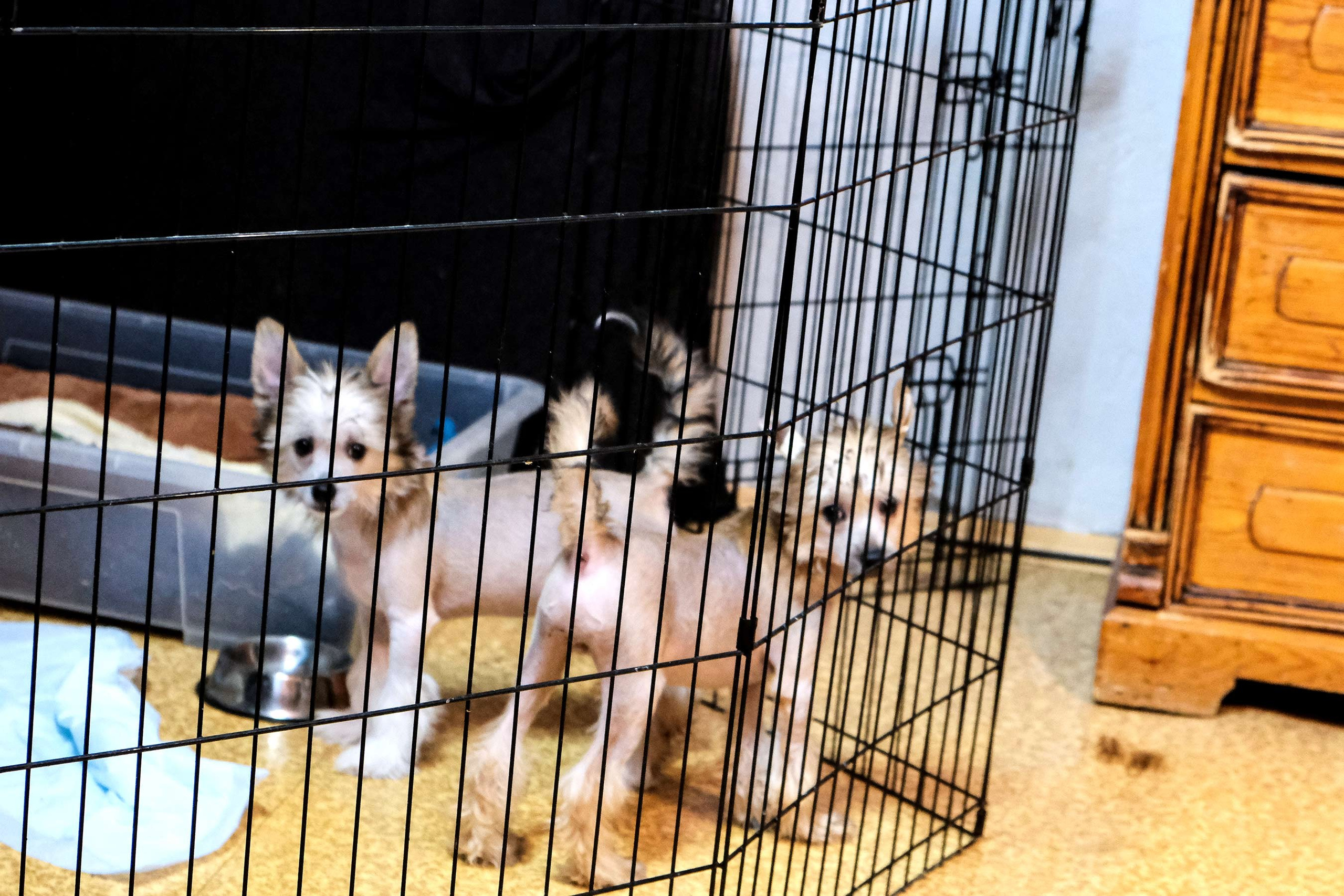 Честер, примерный щенок. Питомник китайских хохлатых собак Poale Ell: купить щенка в питомнике