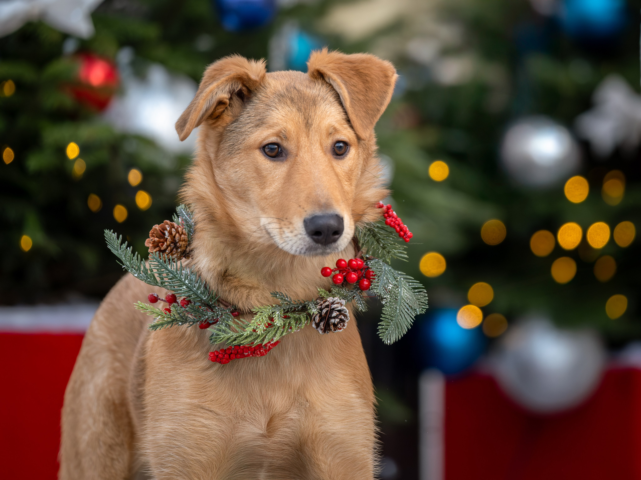 Съемки для пристройства!. Зоофотограф, фотограф животных в Москве и области Дина Дамоцева