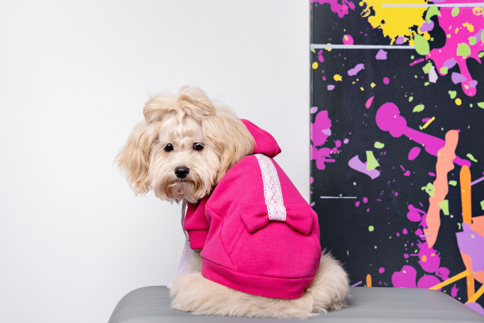 Съемки в интерьерных студиях. Фотограф собак в Москве и Московской области Иванушкина Мария