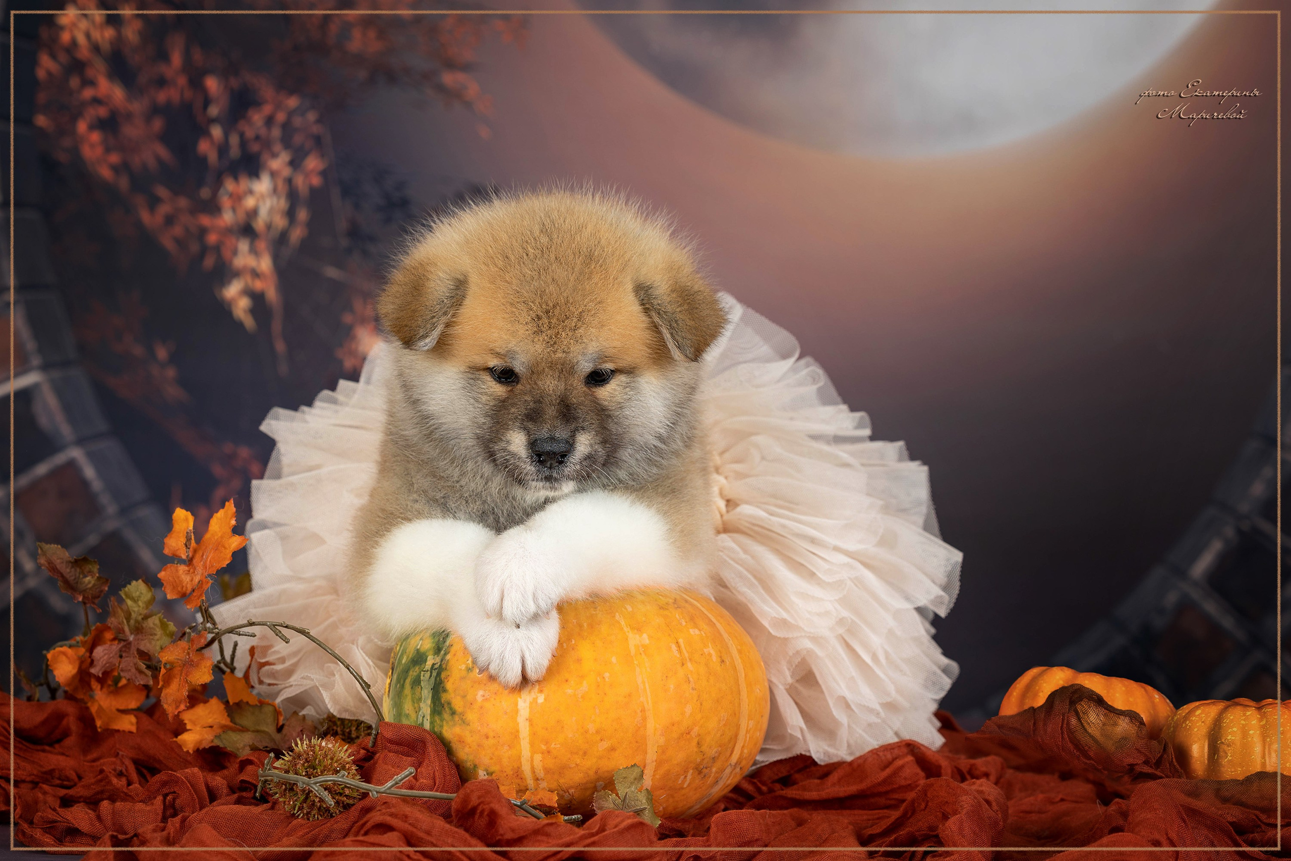 Студийная съёмка на моей территории. Фотограф-анималист в Омске Екатерина Маричева