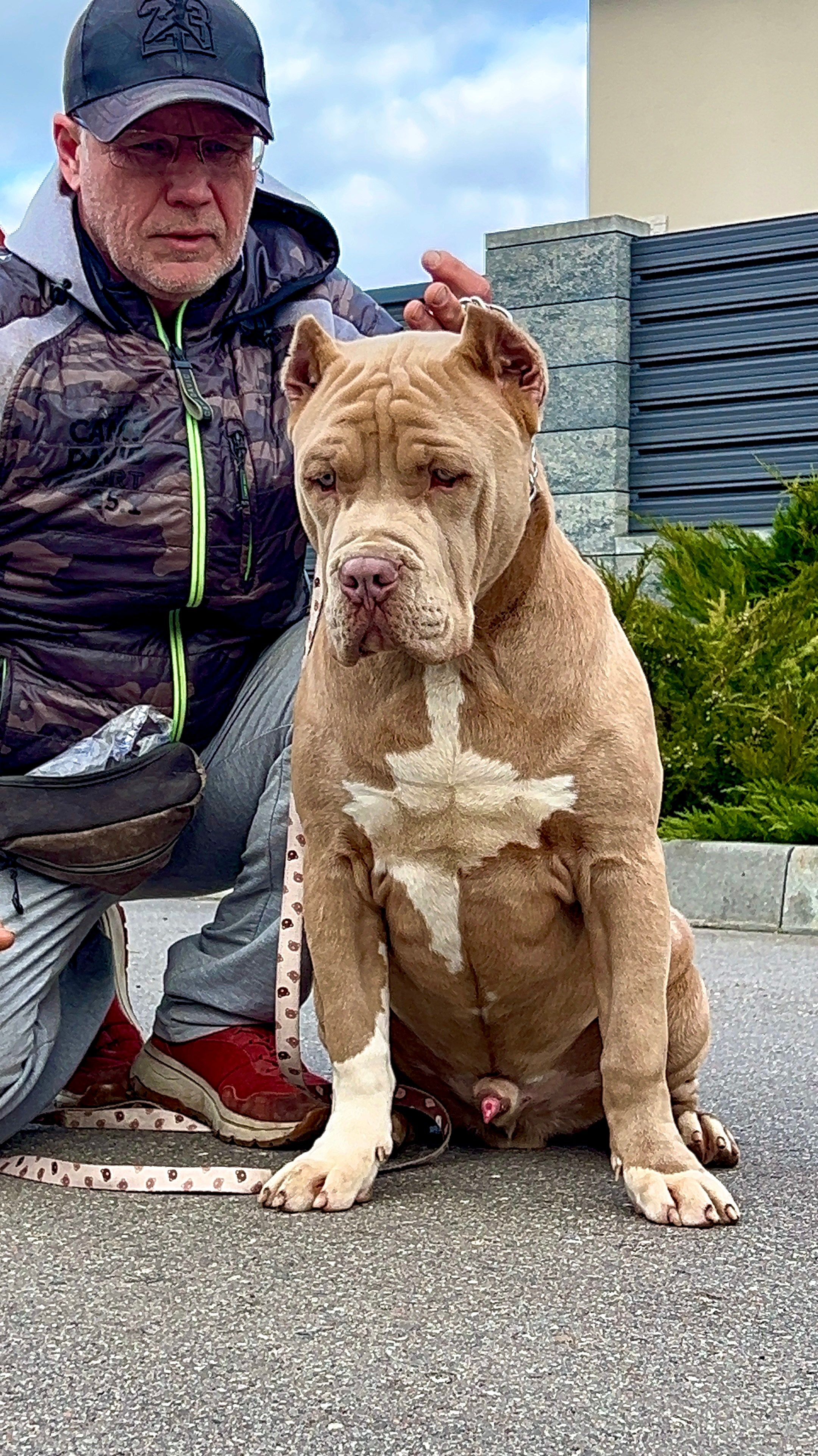 Все свободные щенки. Американские булли XL в г. Калининград. Питомник Great Bully UNIVERSE