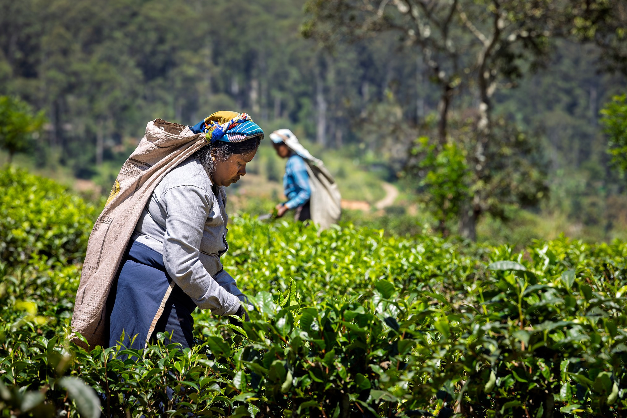 Sri-Lanka. High-quality interior photos for your home, office, hotel