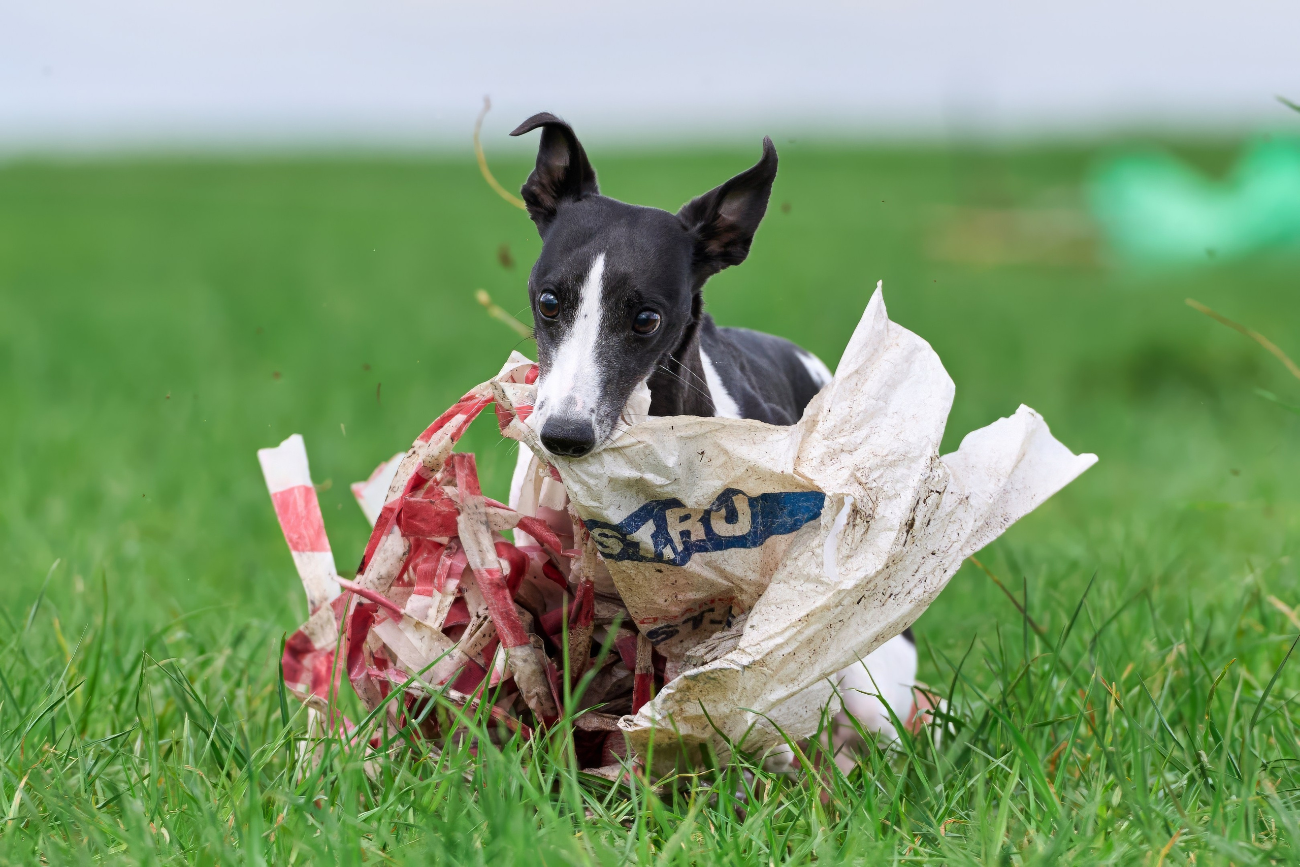 Тренировка по курсингу «на Ярославке». Фотограф-анималист Михаил Манухин