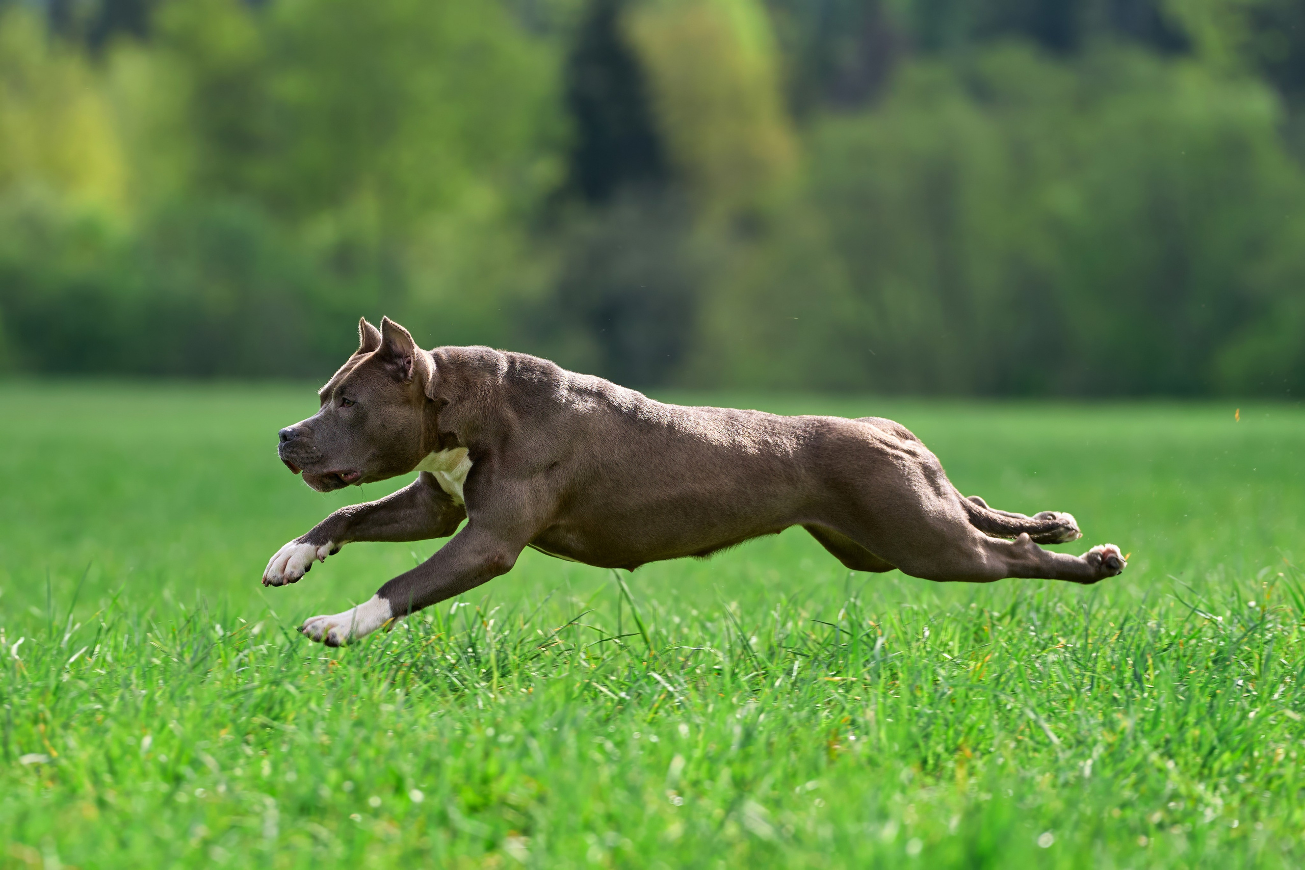 Тренировка по курсингу «на Ярославке». Фотограф-анималист Михаил Манухин