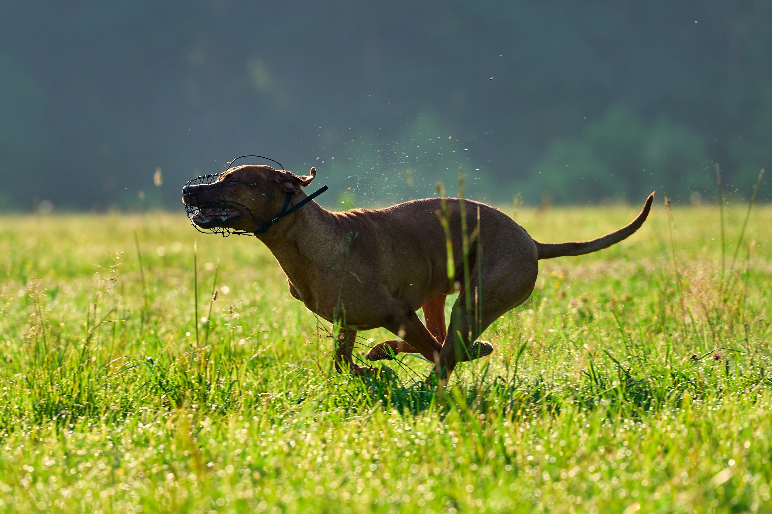 Тренировка по курсингу Донино. Фотограф-анималист Михаил Манухин